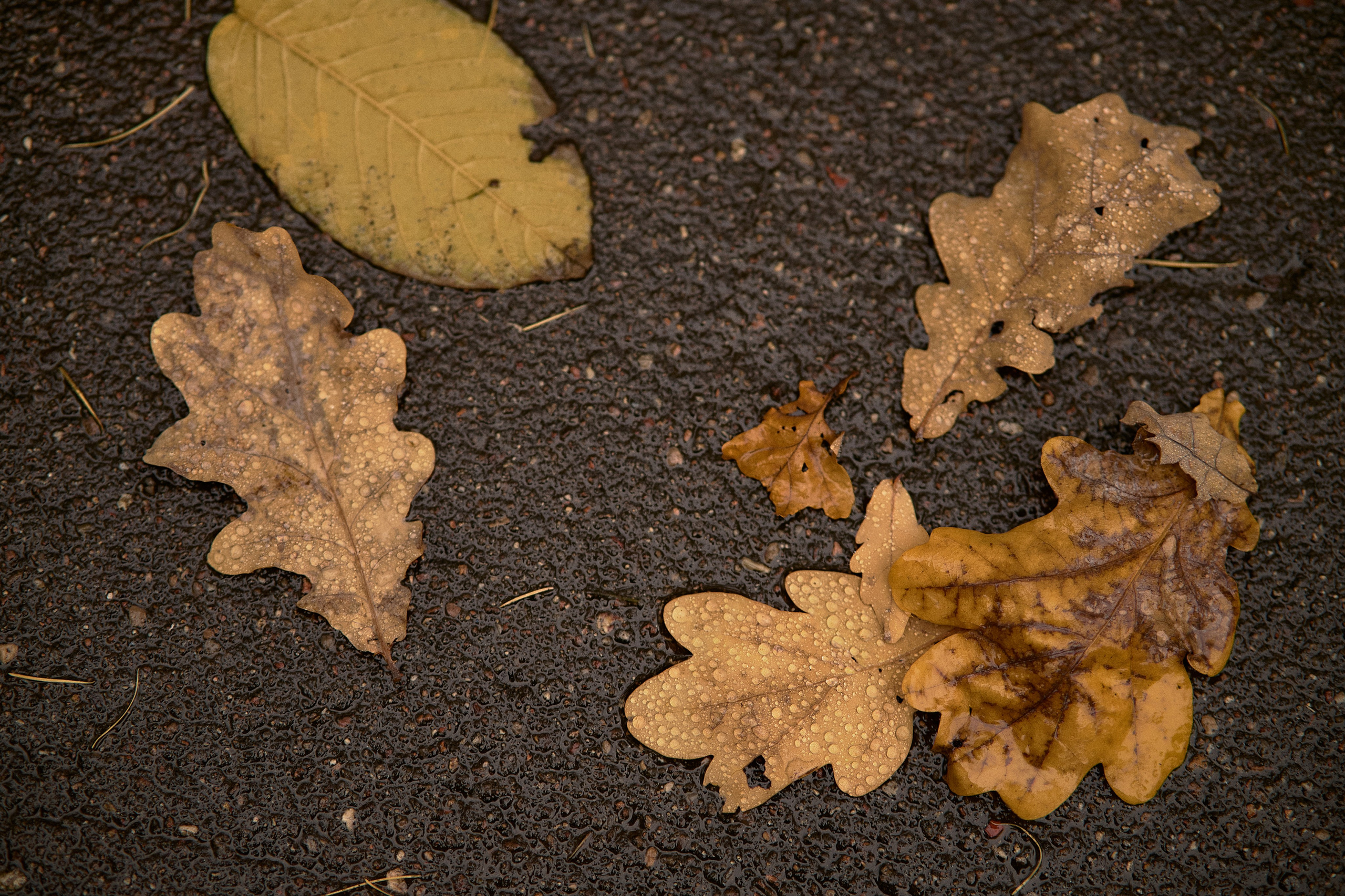 Света и Илюша под дождём. Семейный и свадебный lifestyle-фотограф в Москве Мария Петрова
