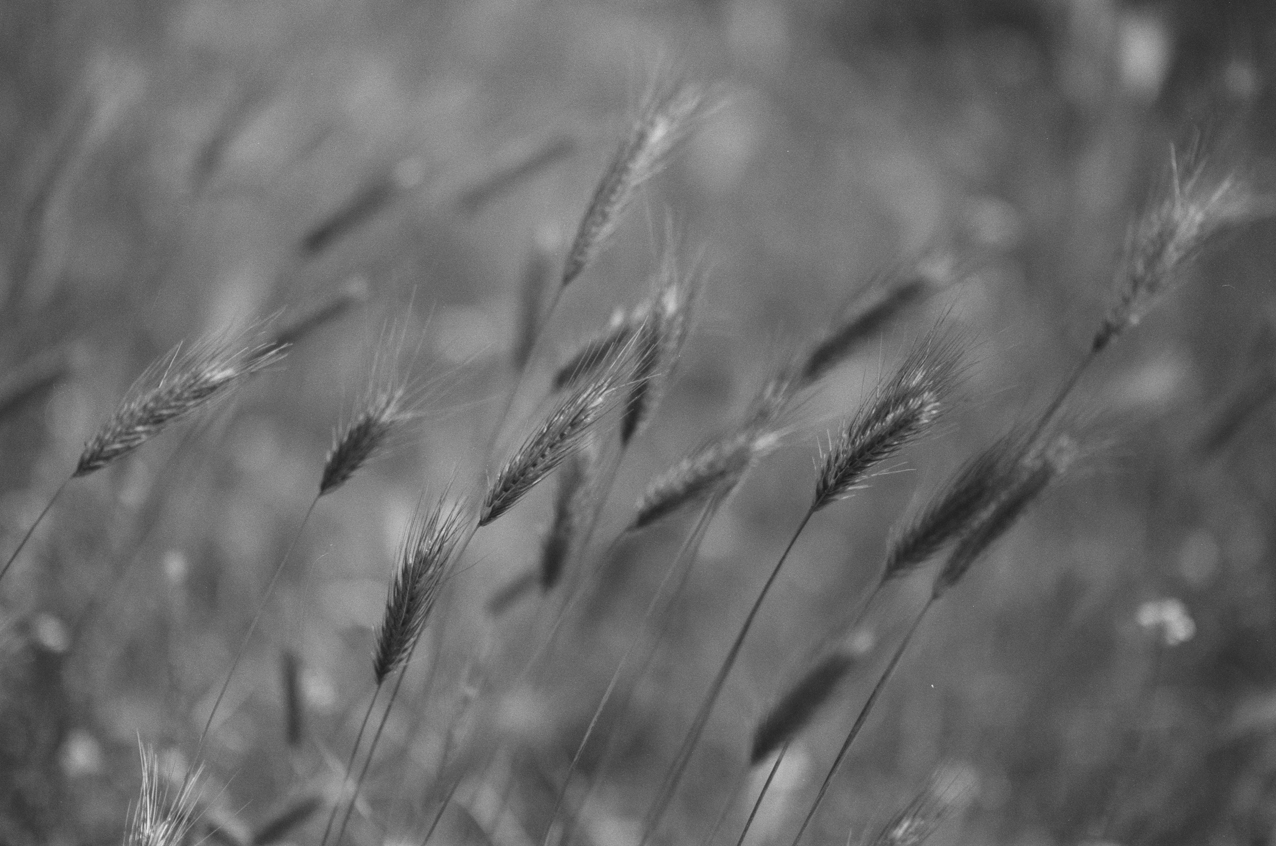 Plastinki // ukraine, crimea III. EVER EXPOSED