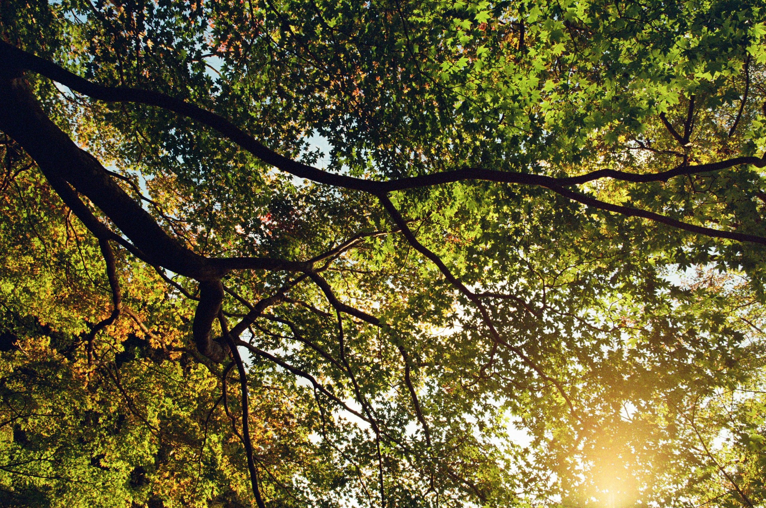 Out of noise // japan, kyoto. EVER EXPOSED