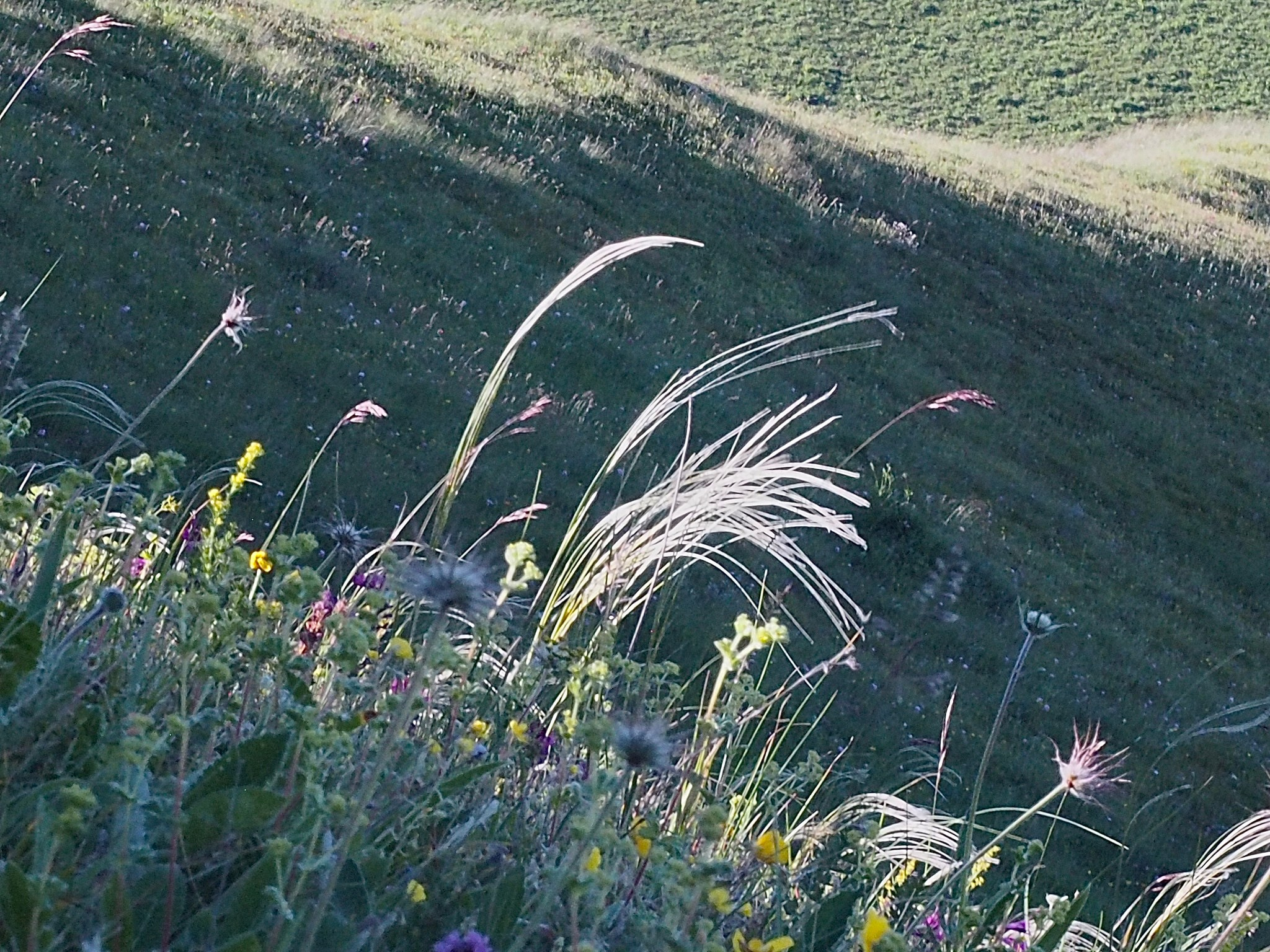 Флора и фауна. Смотри, красота!