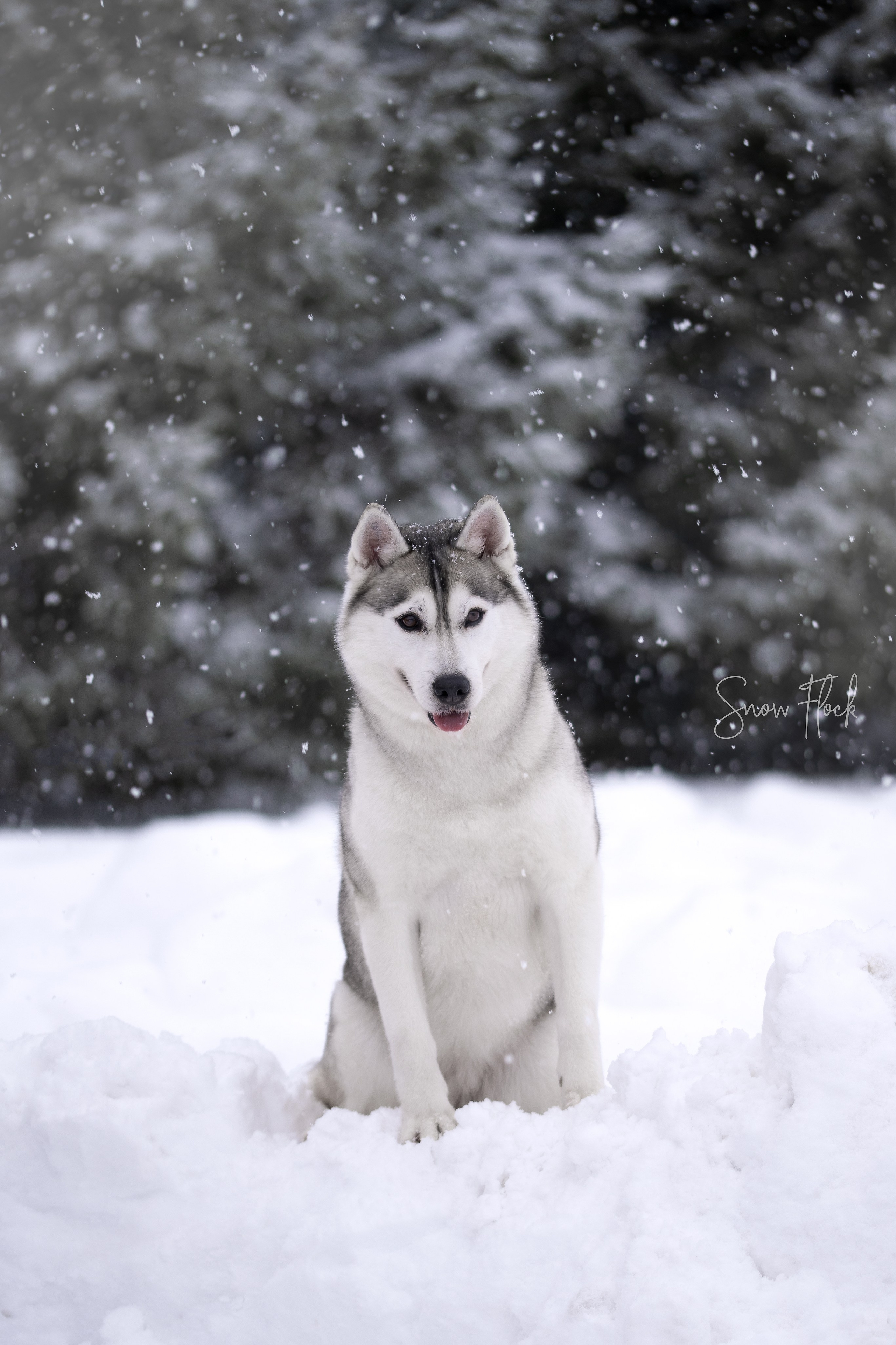 Собаки. FASHION ФОТОГРАФ КАЗАНЬ