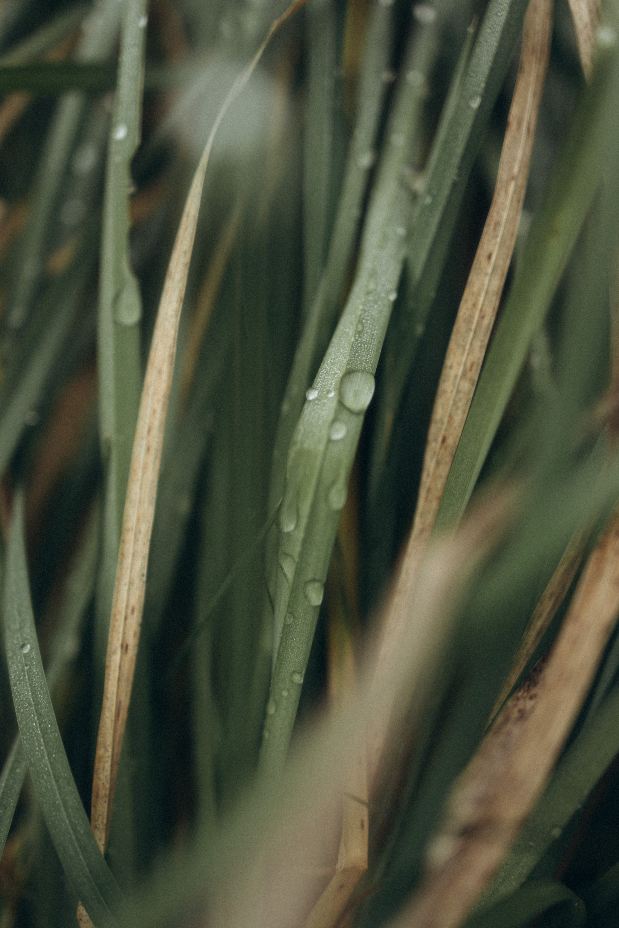 Осеннее. Фотограф Валерия Ковпак. Москва. Химки. Куркино