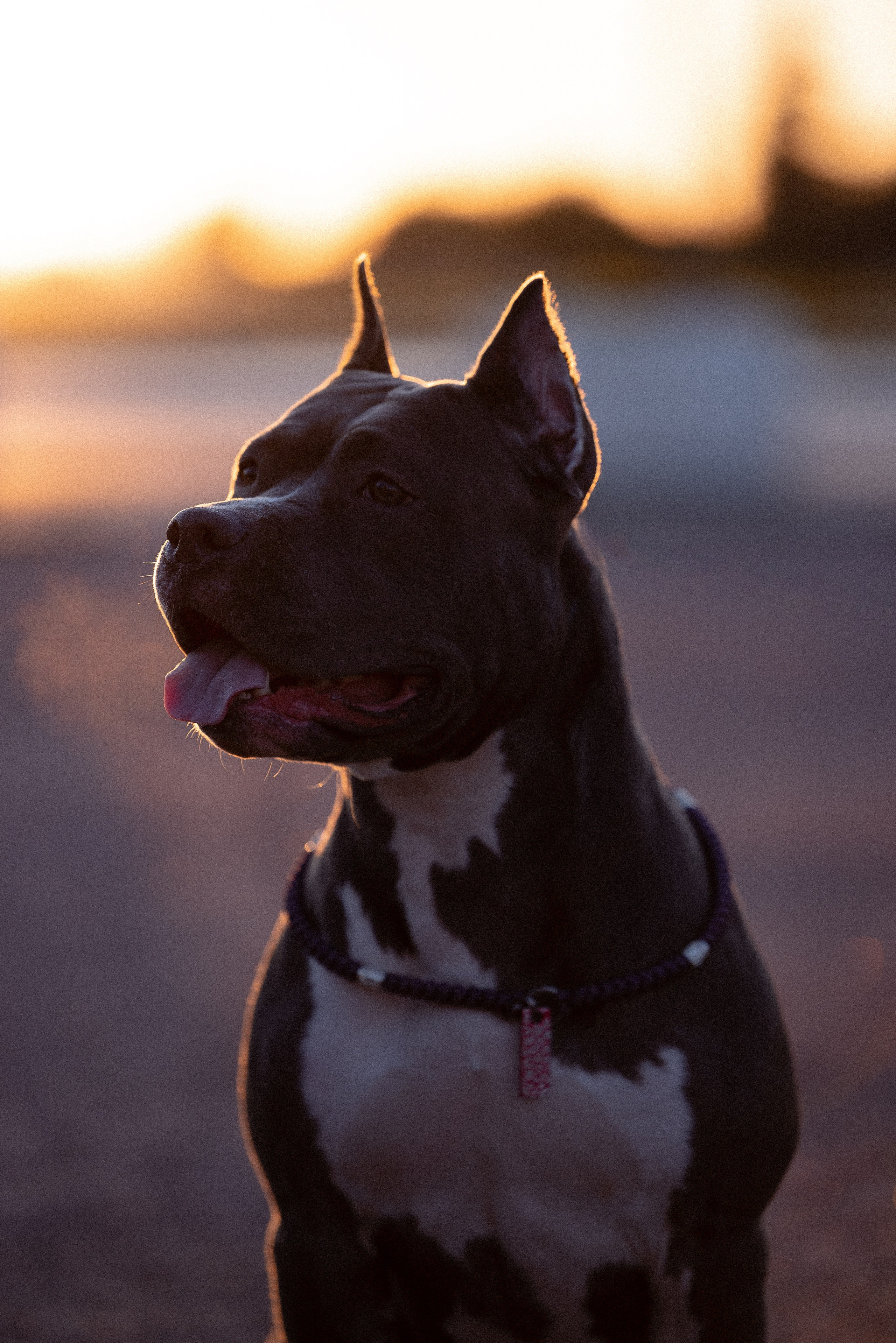 Катя, Леша, Лея и Трой. Фотограф и видеограф анималист Аганина Дарья