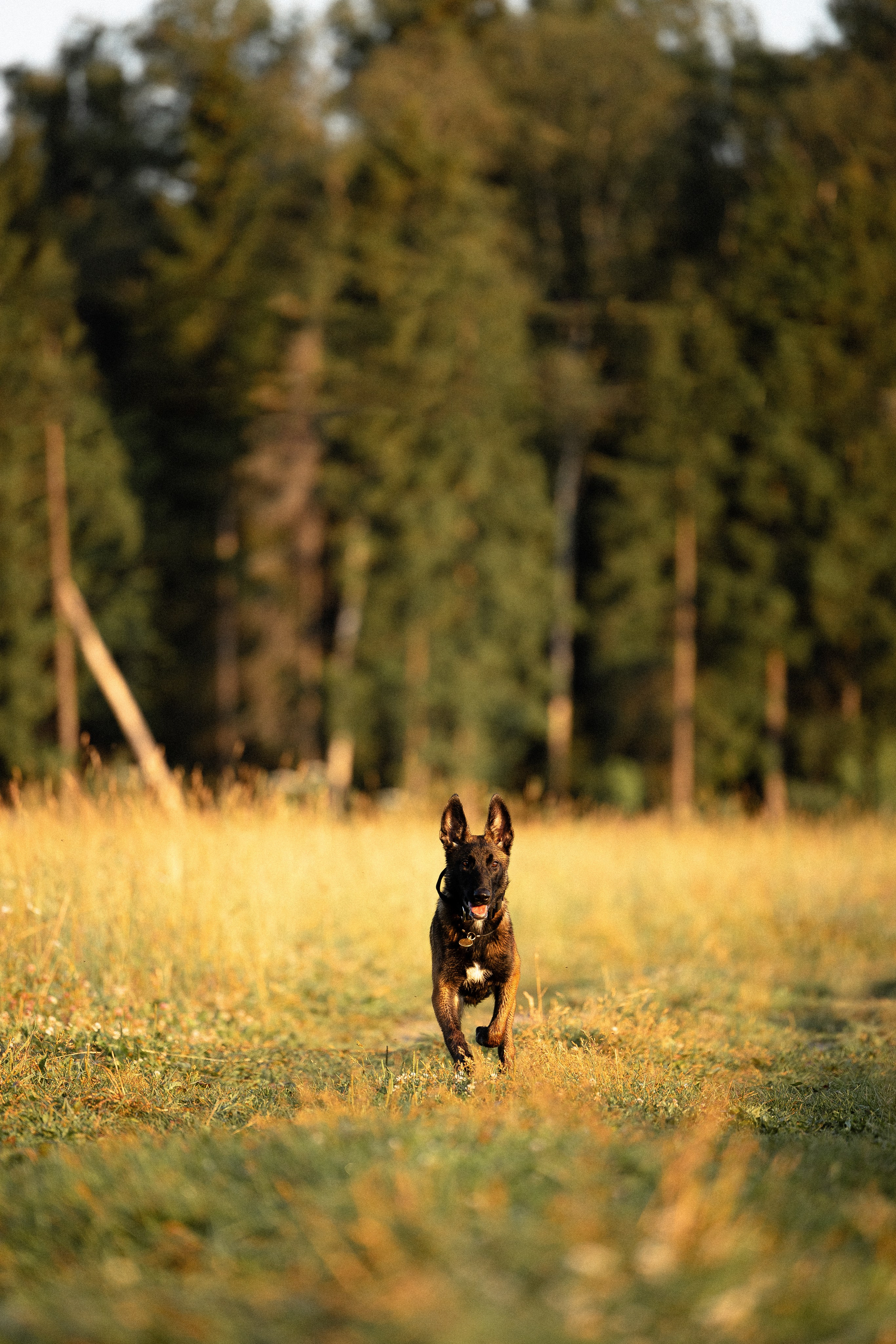 Галина и Лоя. Фотограф и видеограф анималист Аганина Дарья