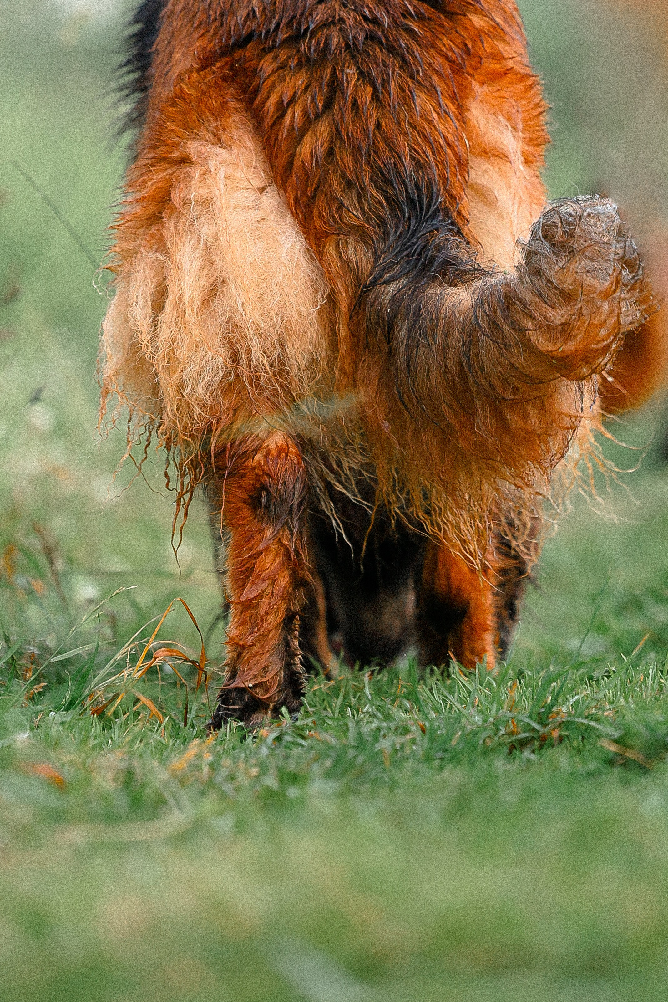 Алена, Фанни и Фрея. Фотограф и видеограф анималист Аганина Дарья
