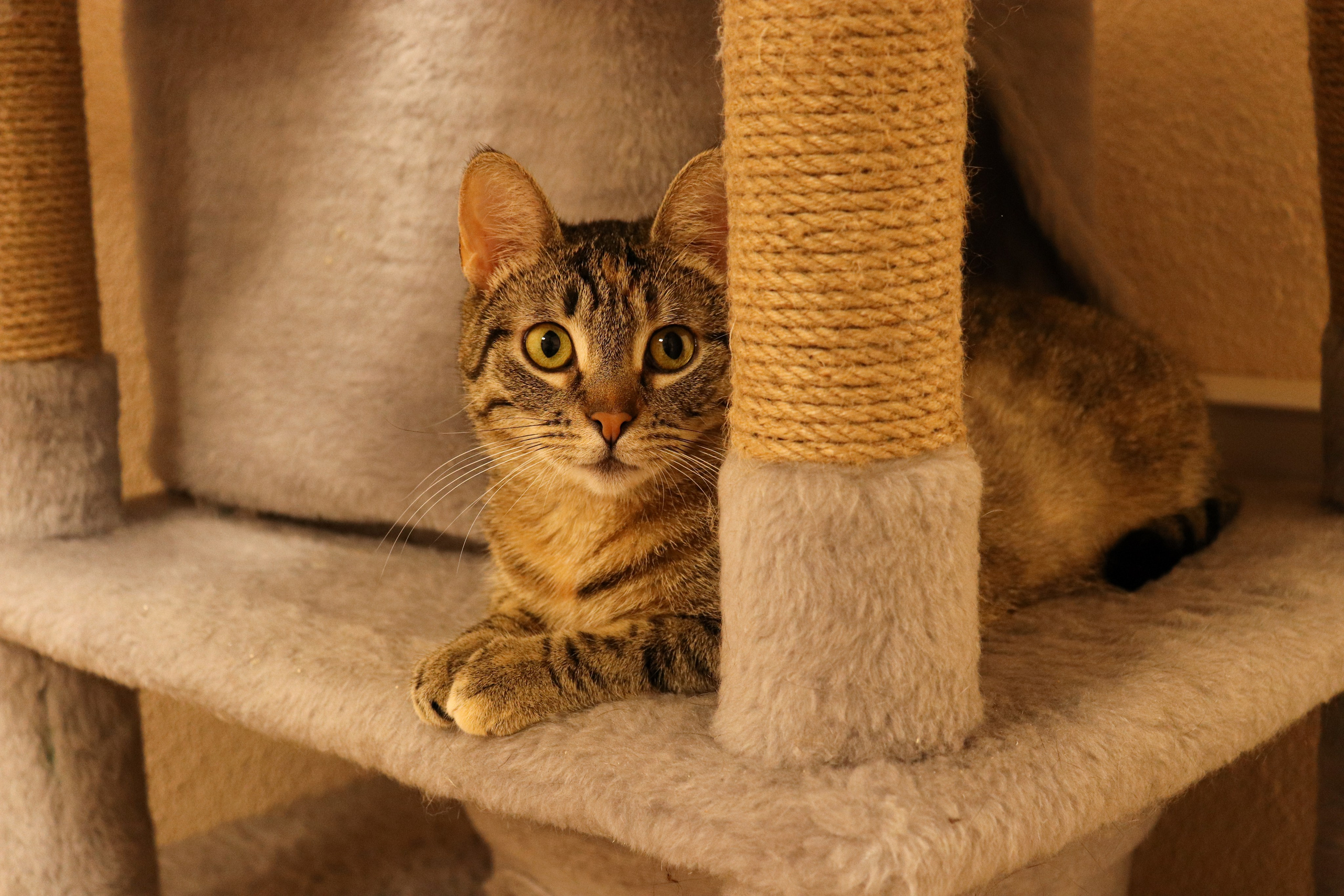 Петербургский дом кота (27 июня 2024). Ивентный фотограф в Санкт-Петербурге Олег Комков