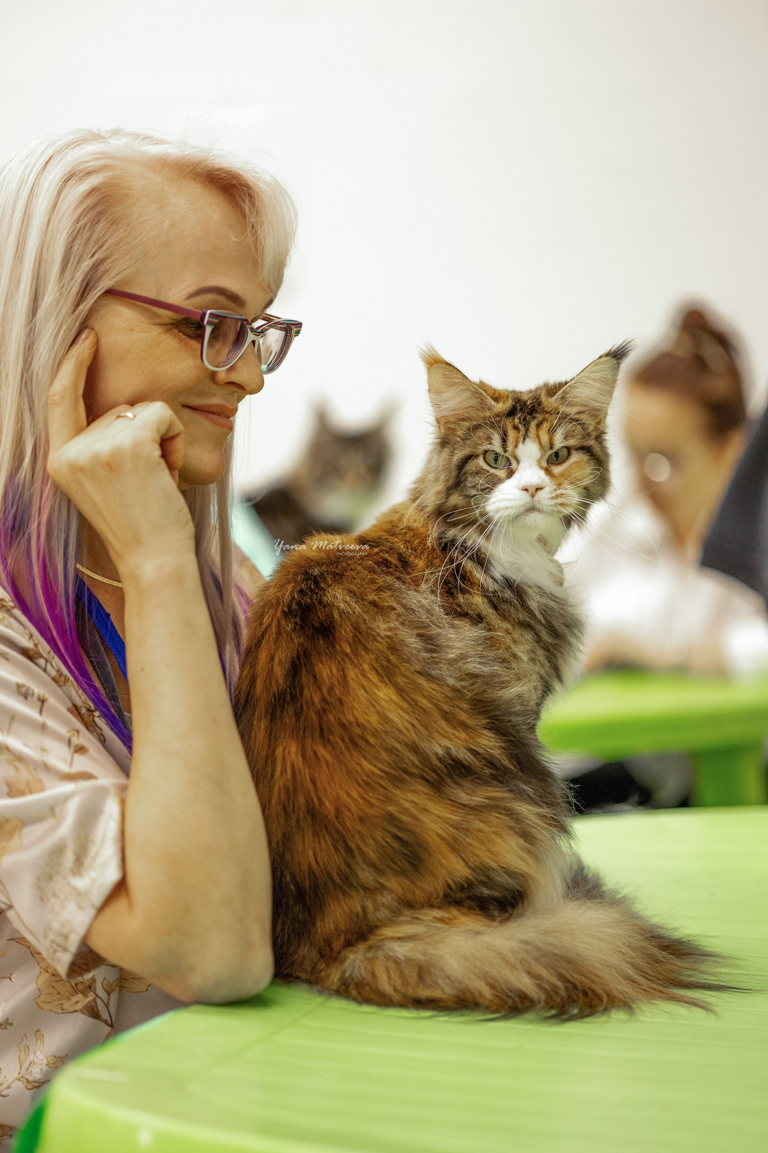 Кошки. Фотограф Яна Матвеева в Ижевске