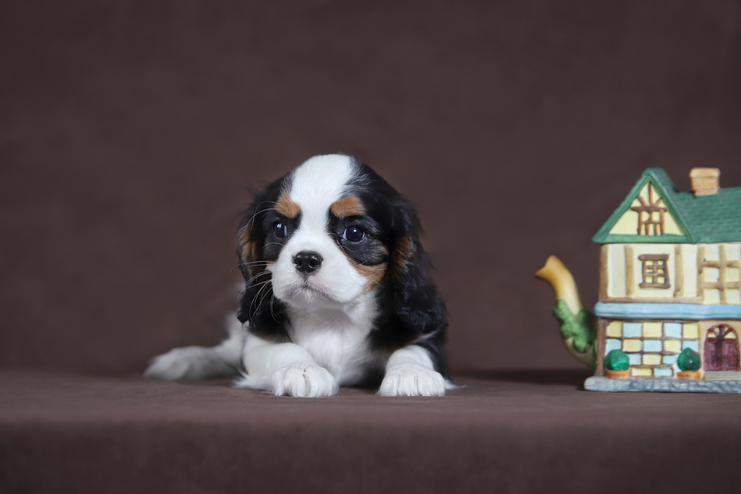 КАВАЛЕР КИНГ ЧАРЛЬЗ СПАНИЕЛЬ. Юлия Микульская. Рыбинск