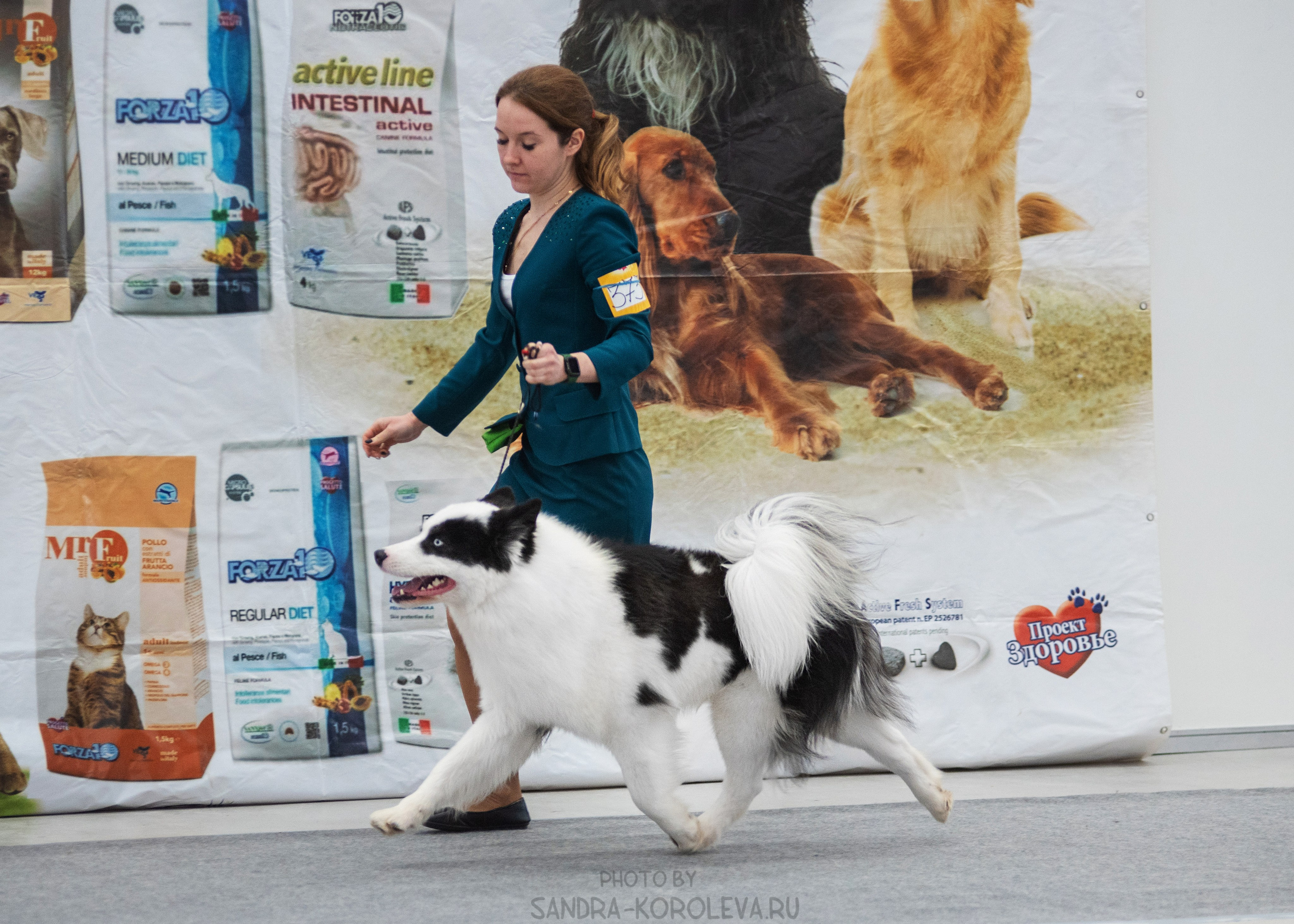 Выставка собак тюмень 14.01.2023. Дог-фотограф в Тюмени Александра Королева
