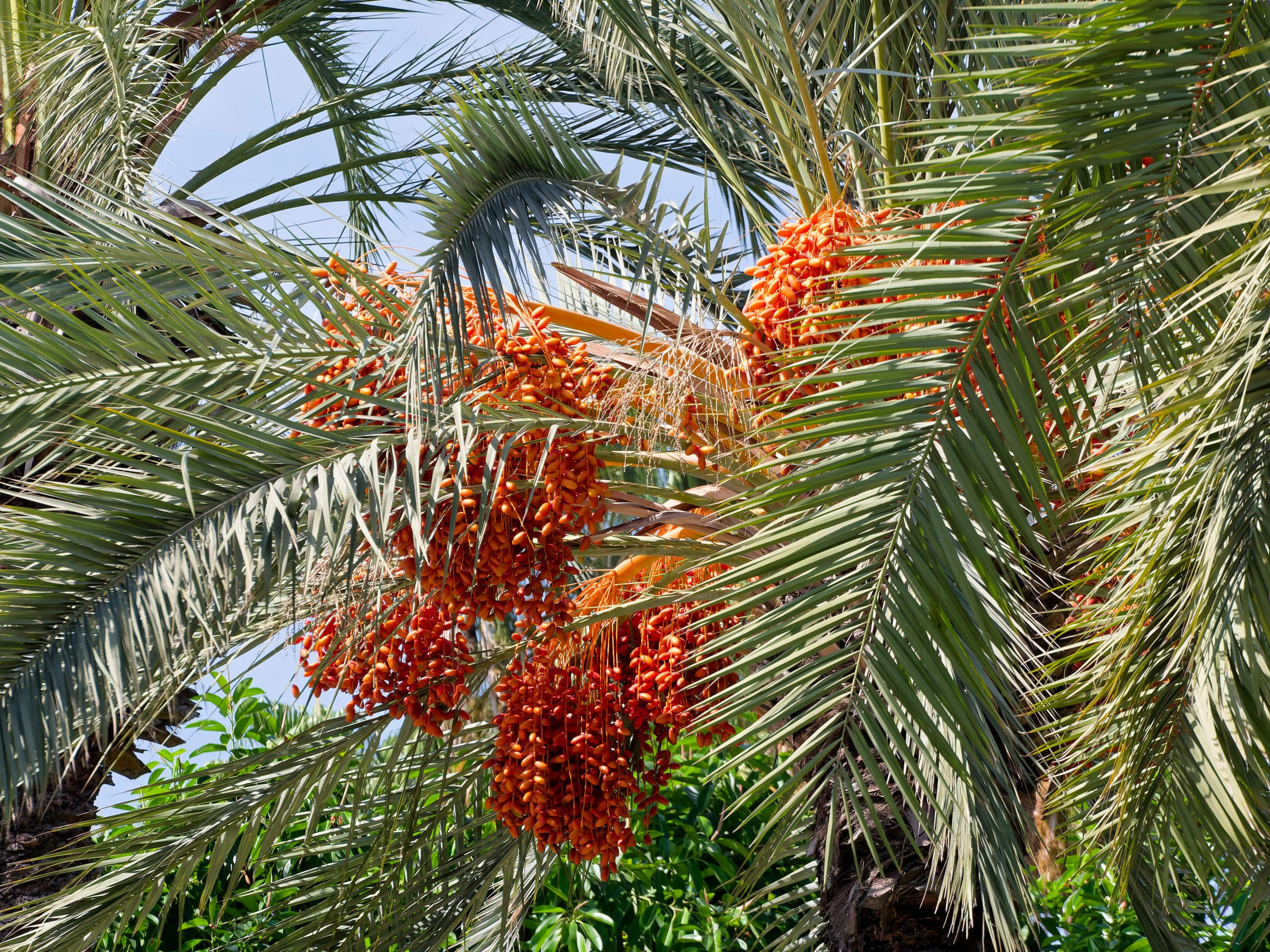 Алания 2025, город, стрит-фото. Избранные фотографии