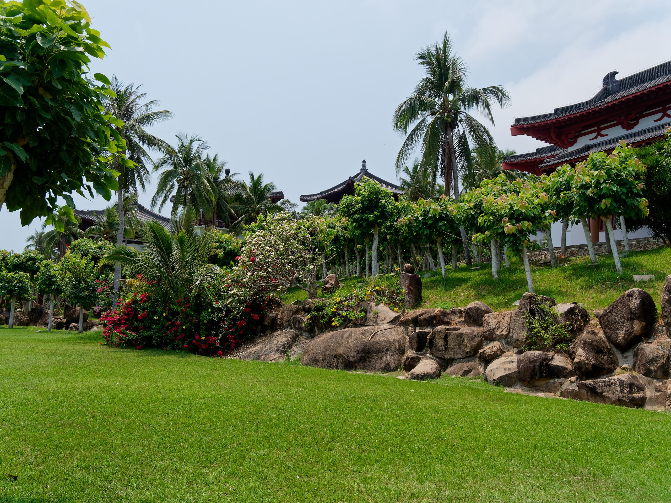 Хайнань 2026, флора, цветы и деревья. Фотопрогулки по Миру