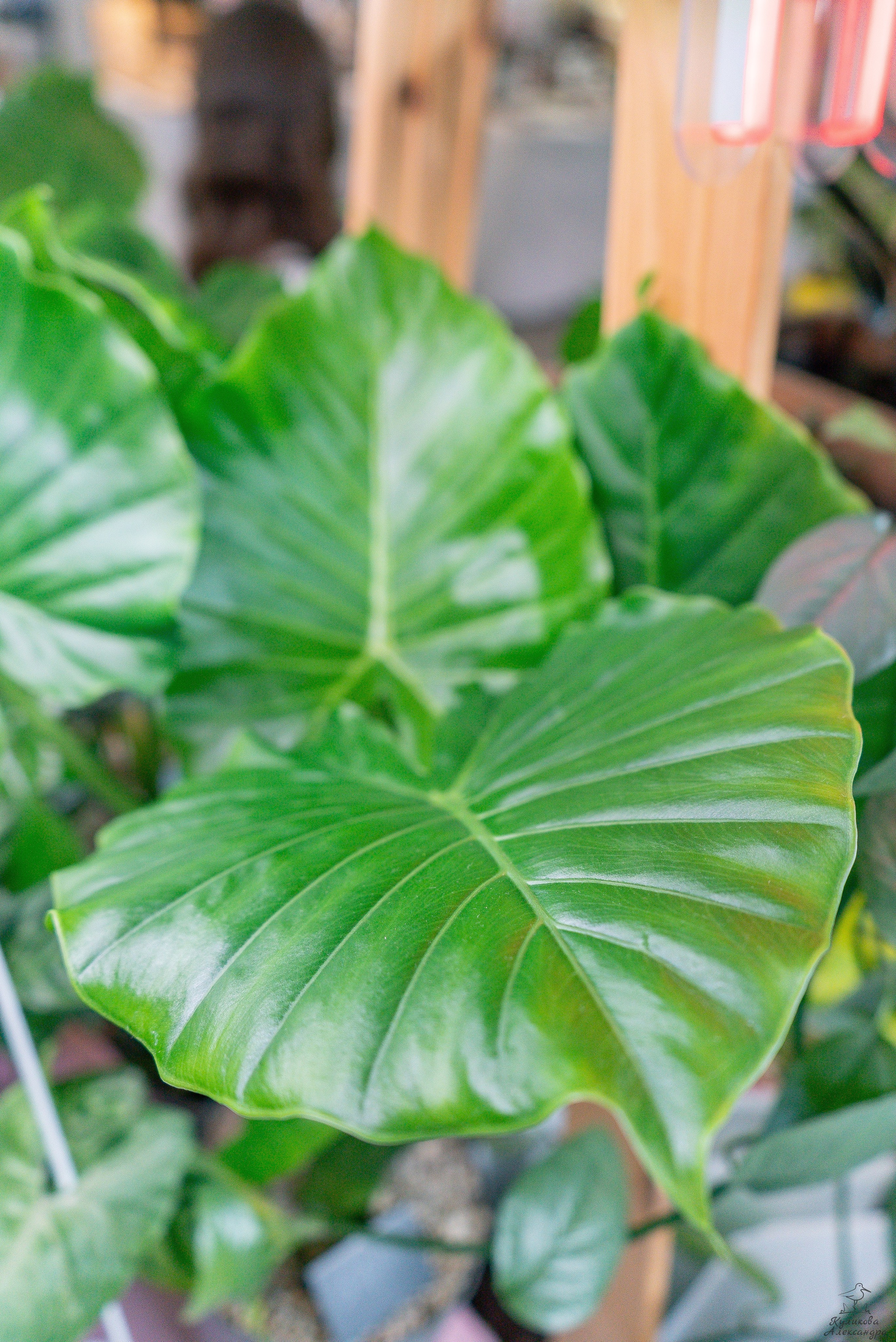 Гроубокс Артплей апрель. Александра Куликова фотограф, Москва