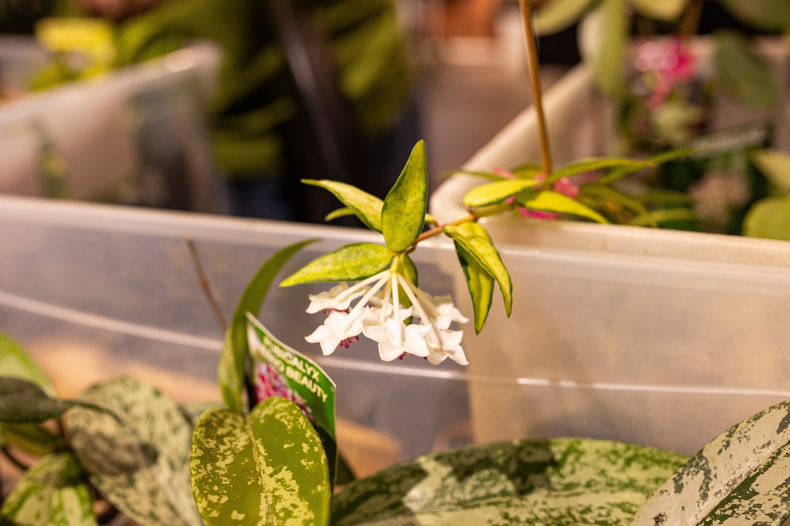 Green_Rare Ярмарка февраль 2025. Александра Куликова фотограф, Москва