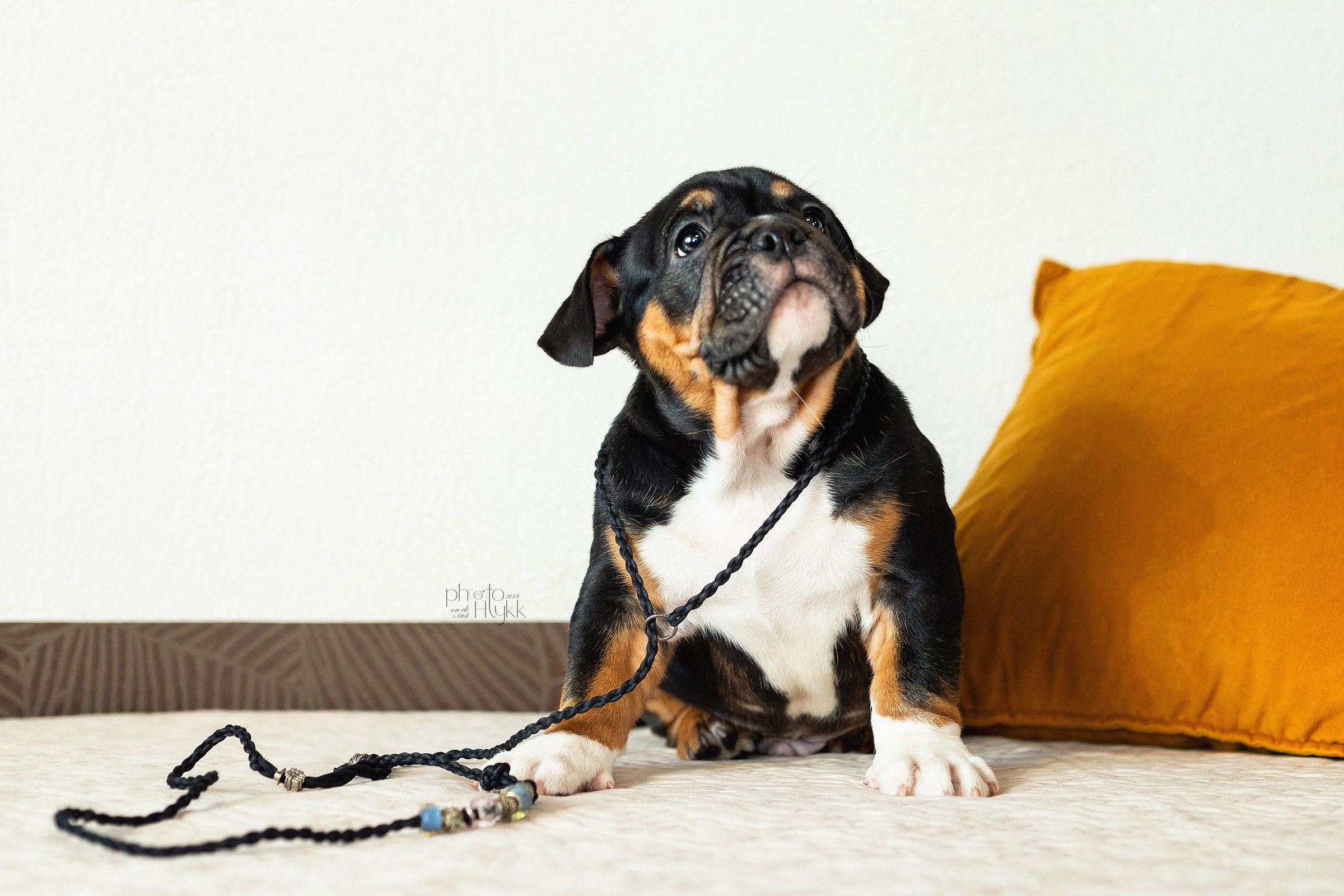 Щенки Американского булли + кошечка. Htykk_photo