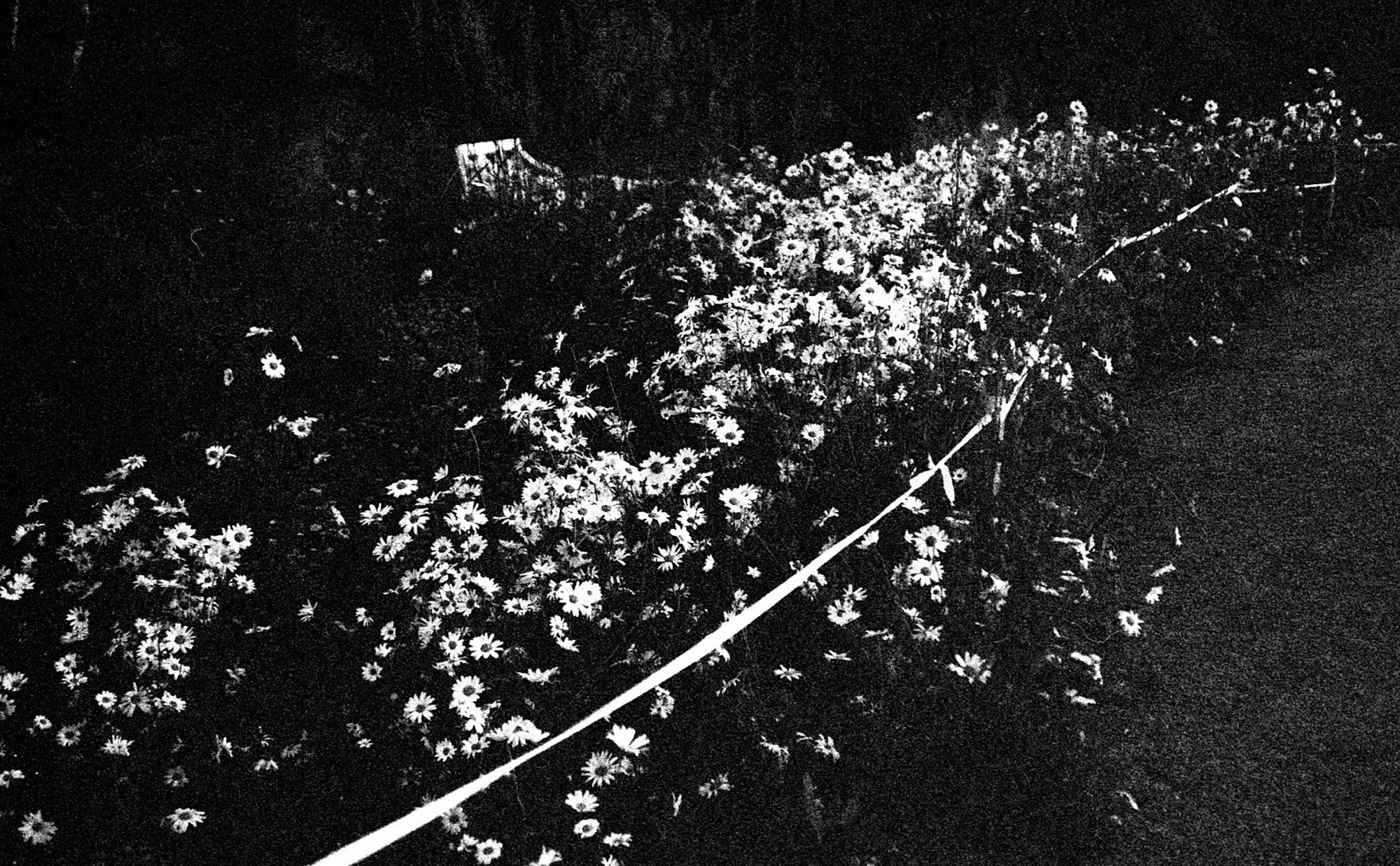 Art Series. Елена Цихон художник фотографии и мастер фото-ДНК