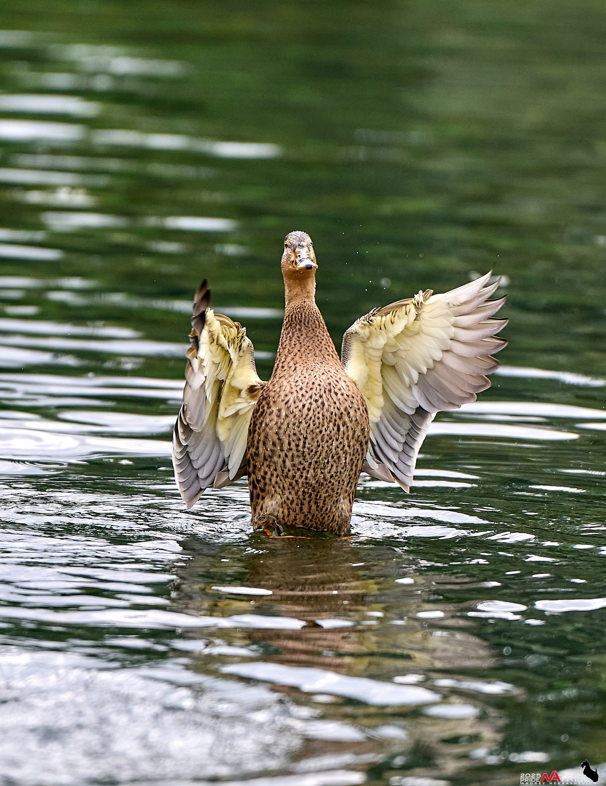 Утки на пруду