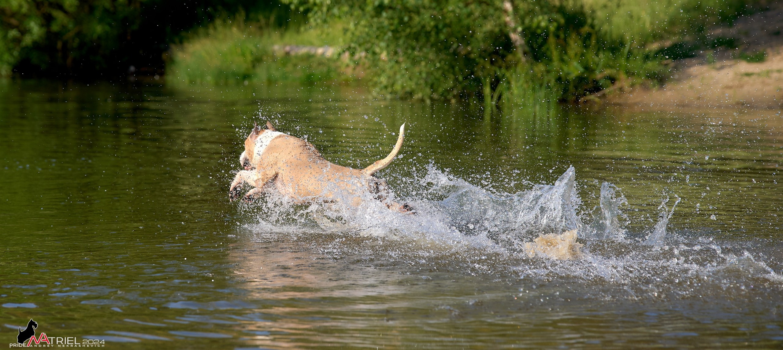Фотопрогулка с булли