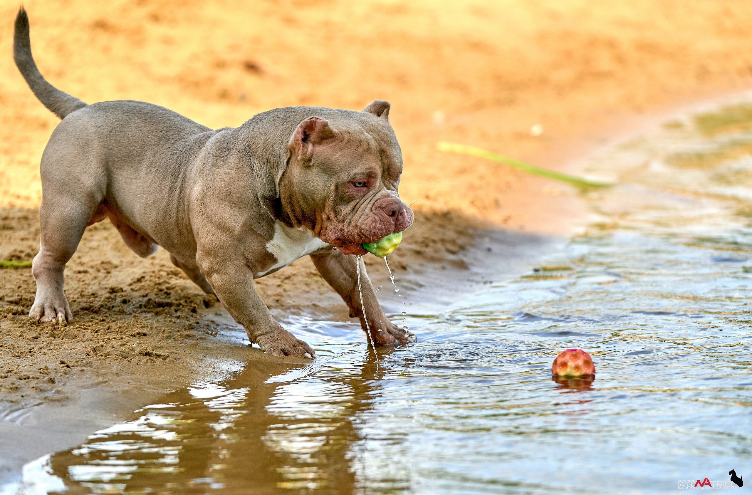 Съемка собак породы булли на природе