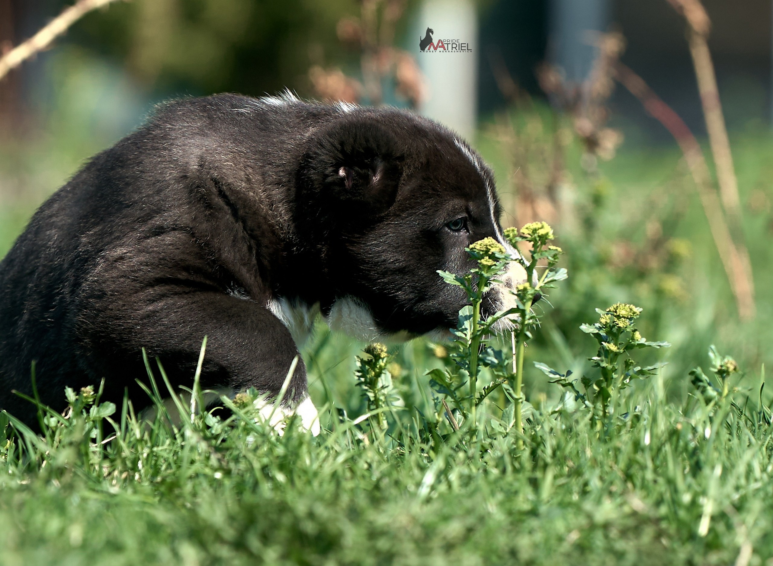 Среднеазиаты — щенки и взрослые