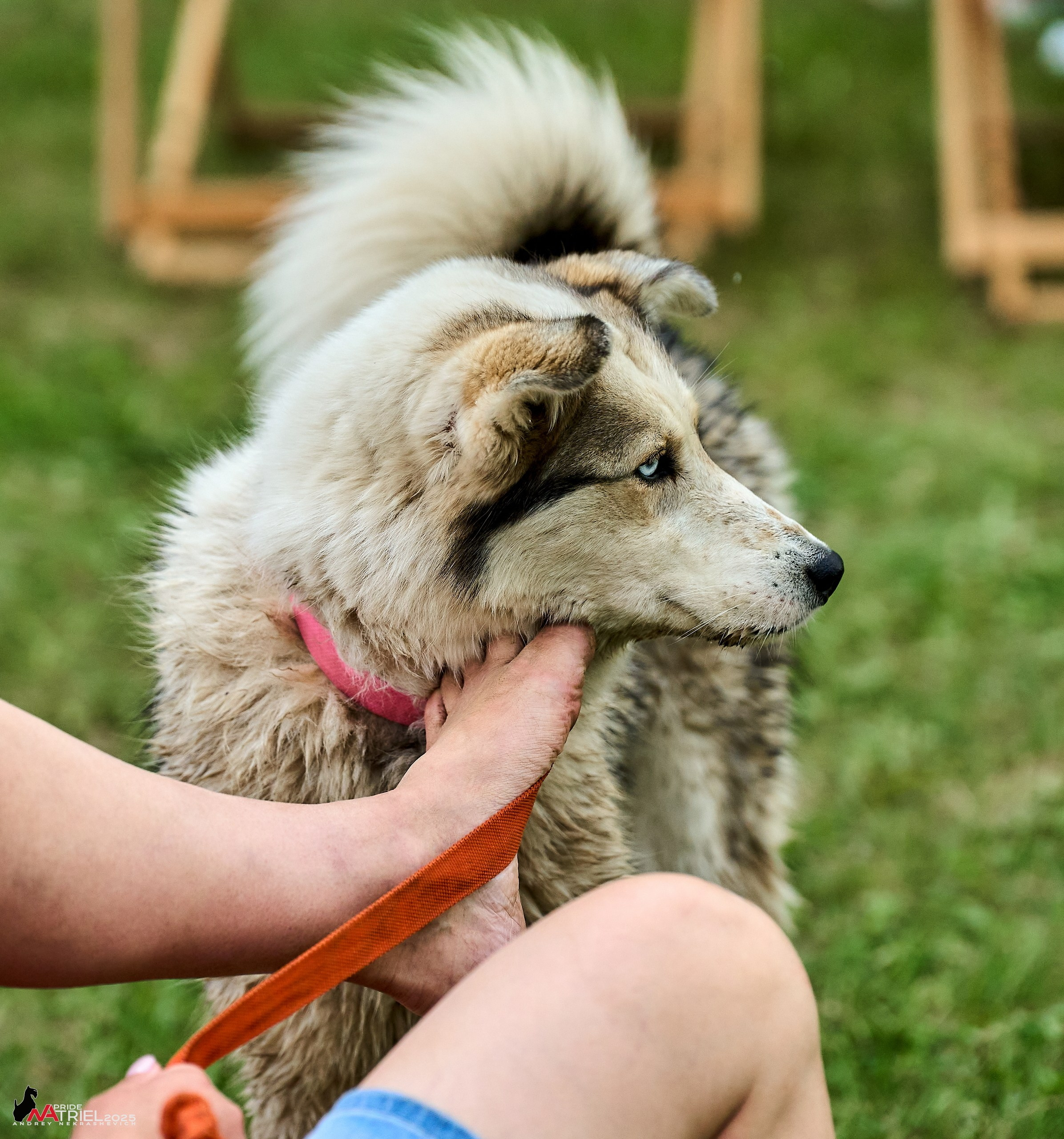 Russian Extreme Dog Trail — 2025