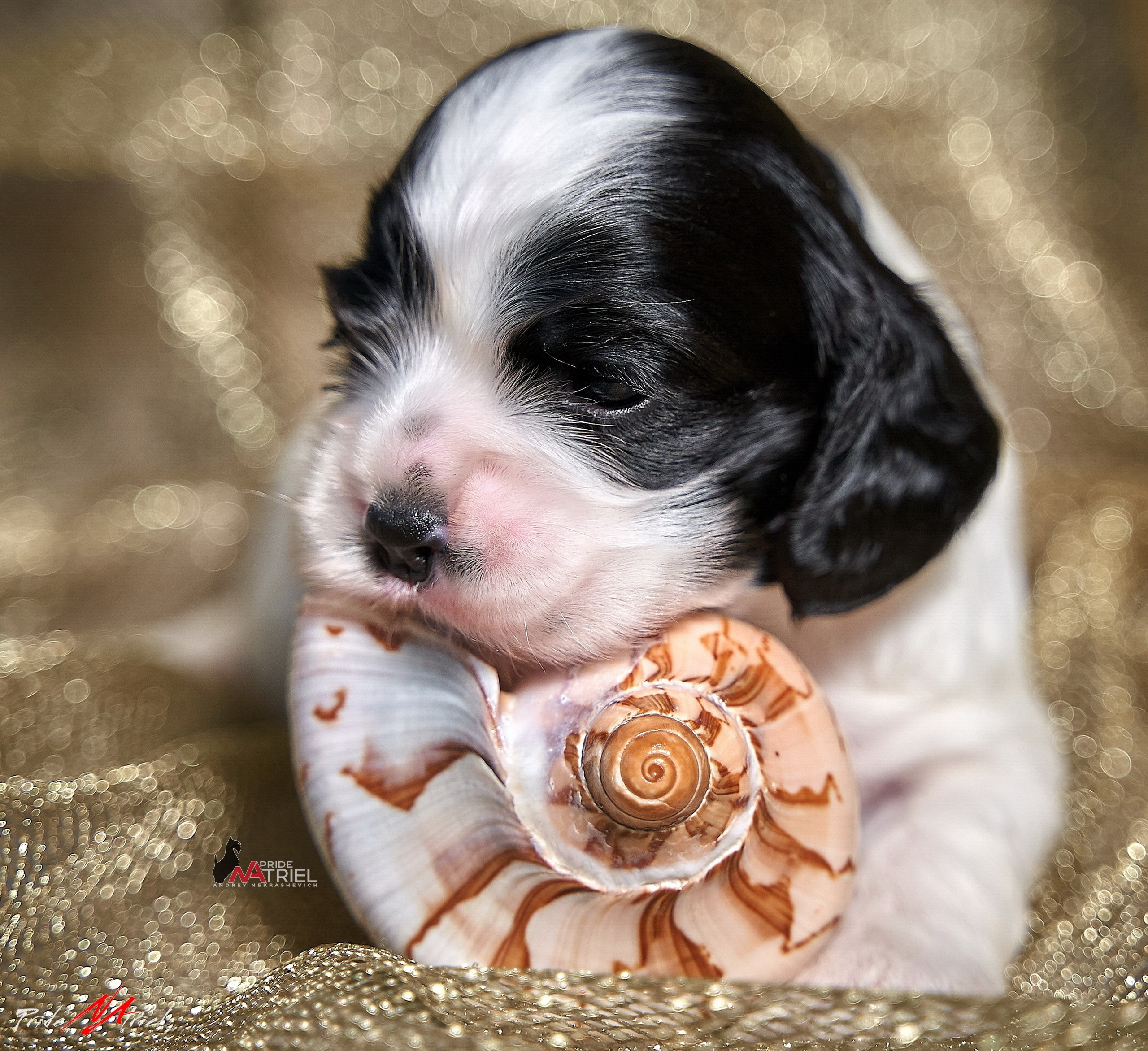 Щенки дома — галерея NATRIEL