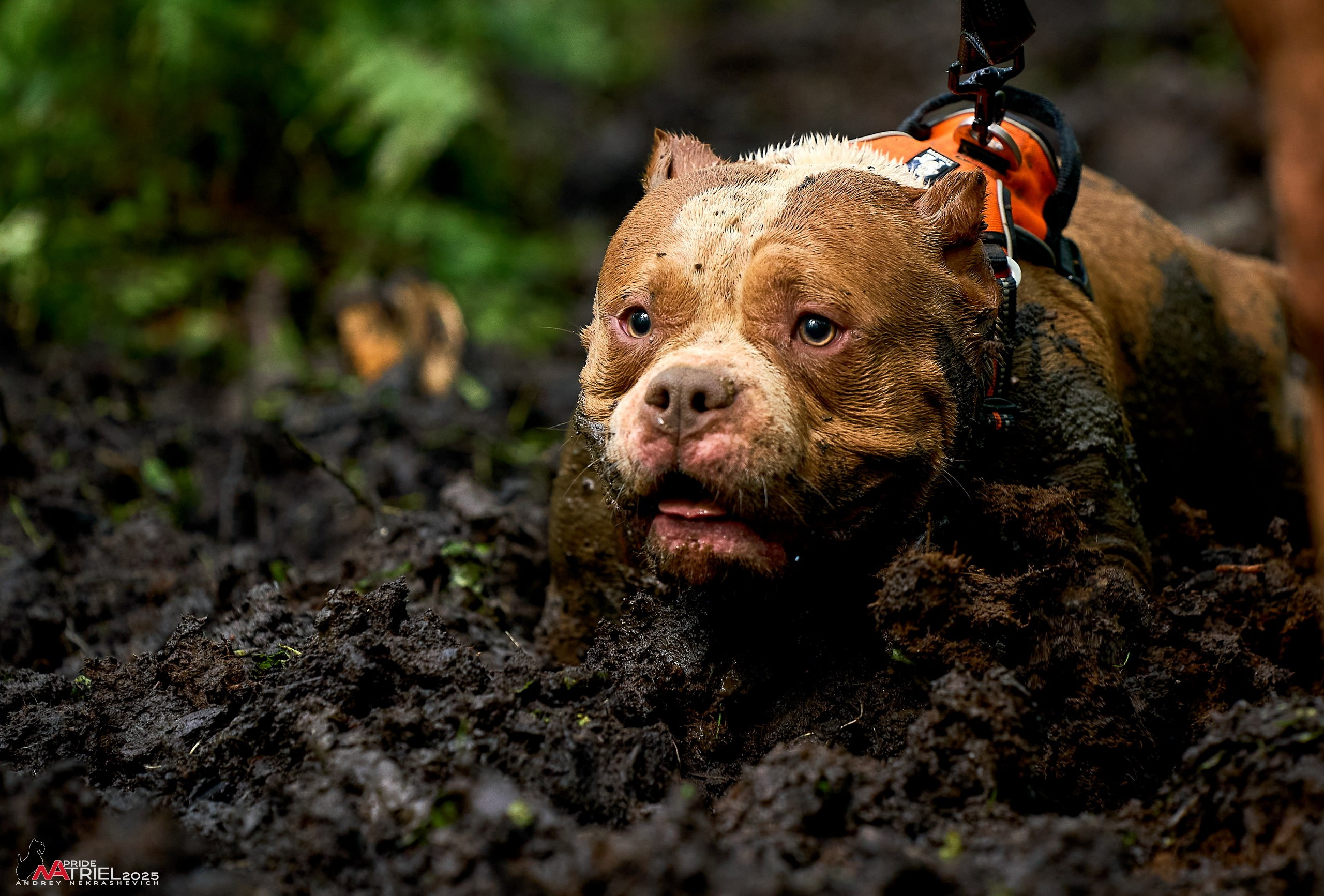 Russian Extreme Dog Trail — 2025