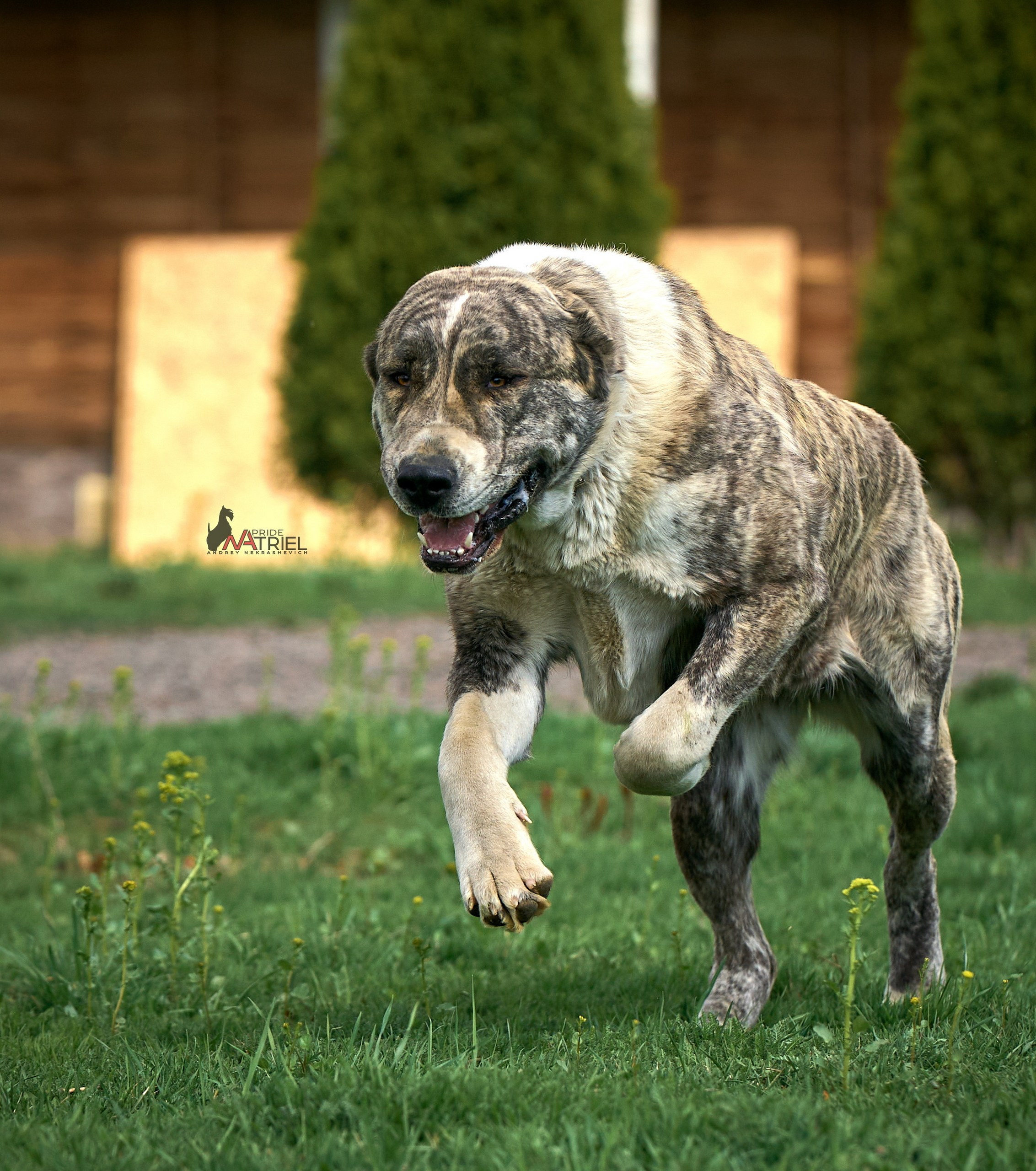 Среднеазиаты — щенки и взрослые