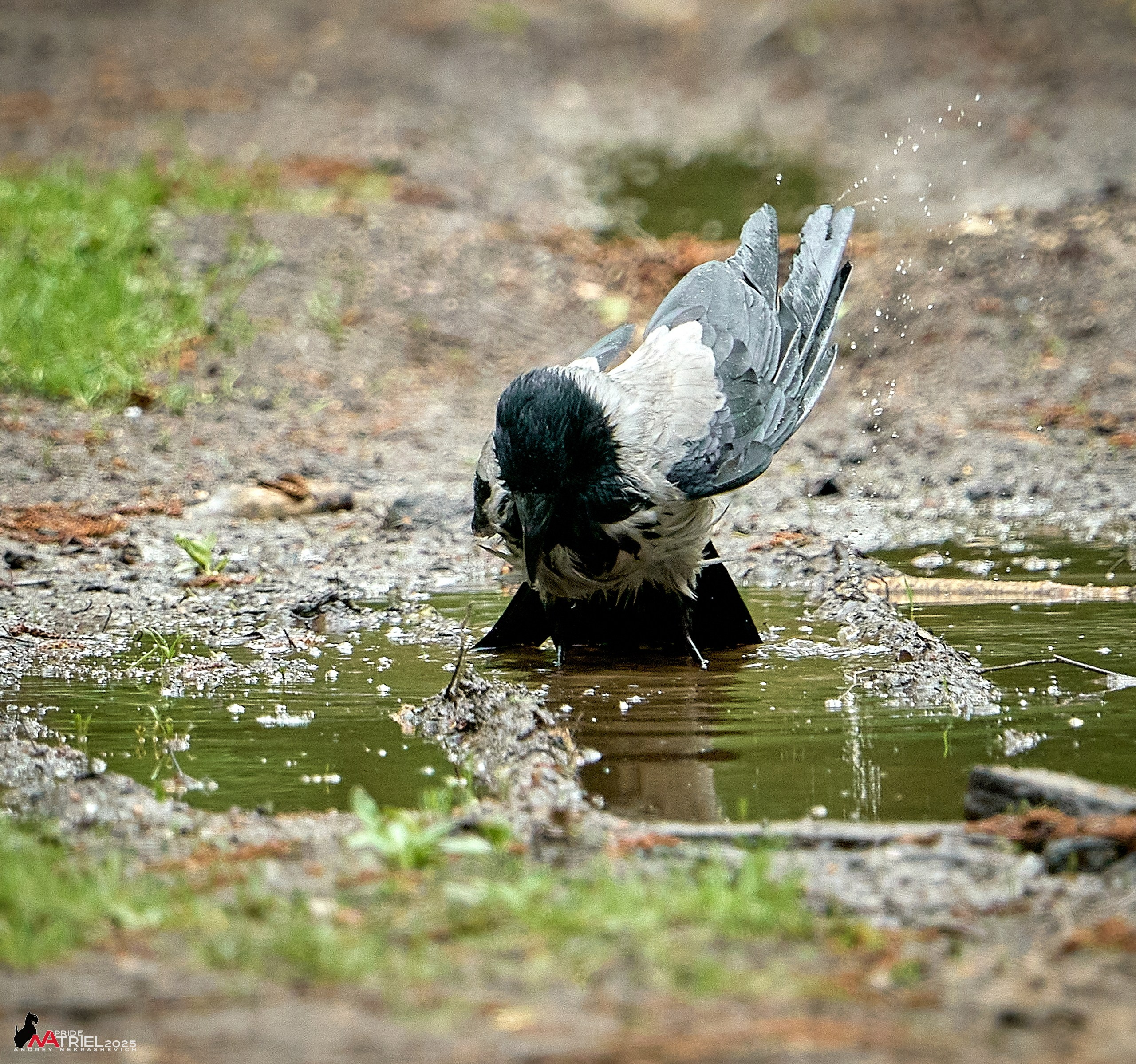 Съемка в майском лесу