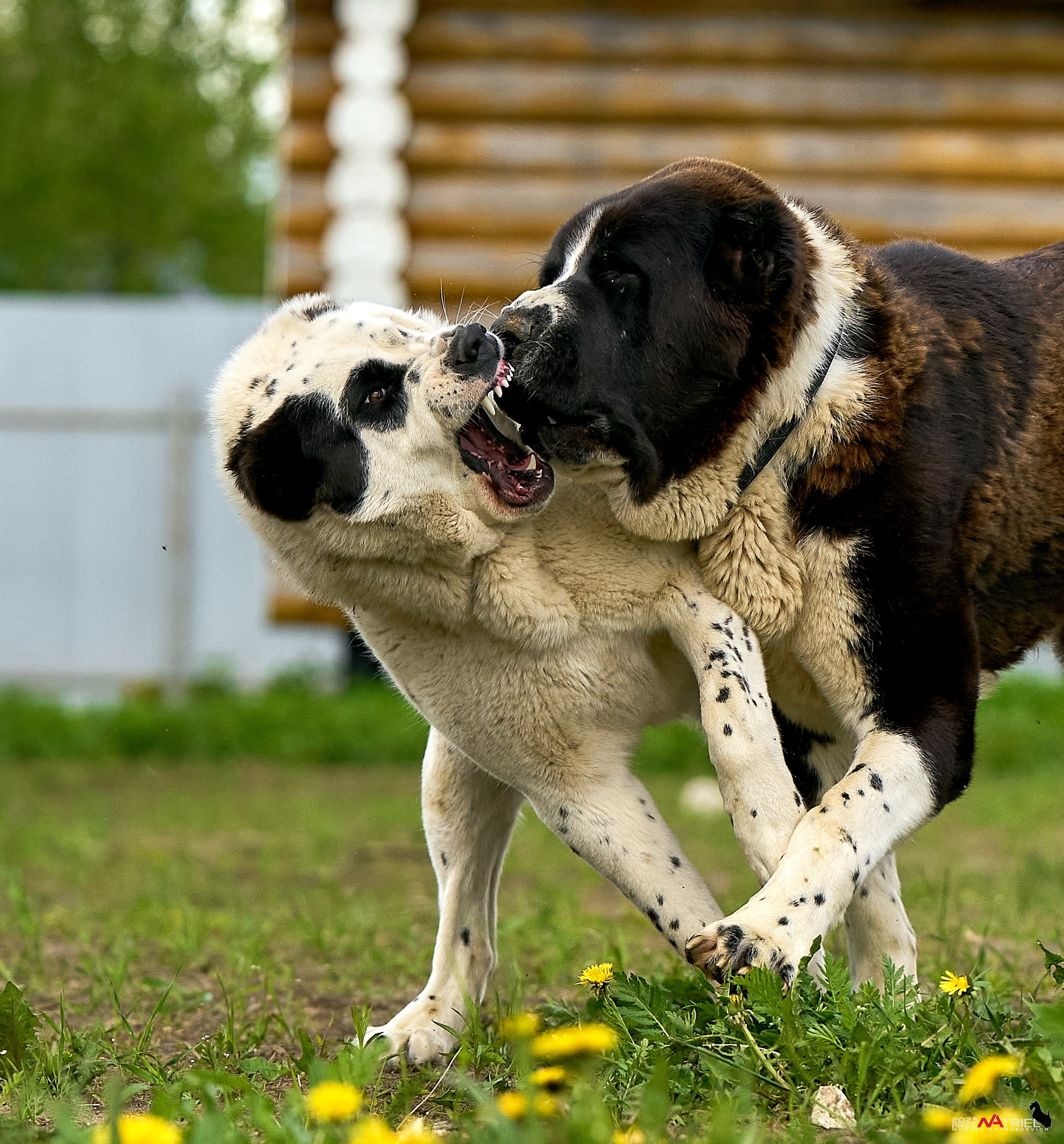 Съемка в питомнике