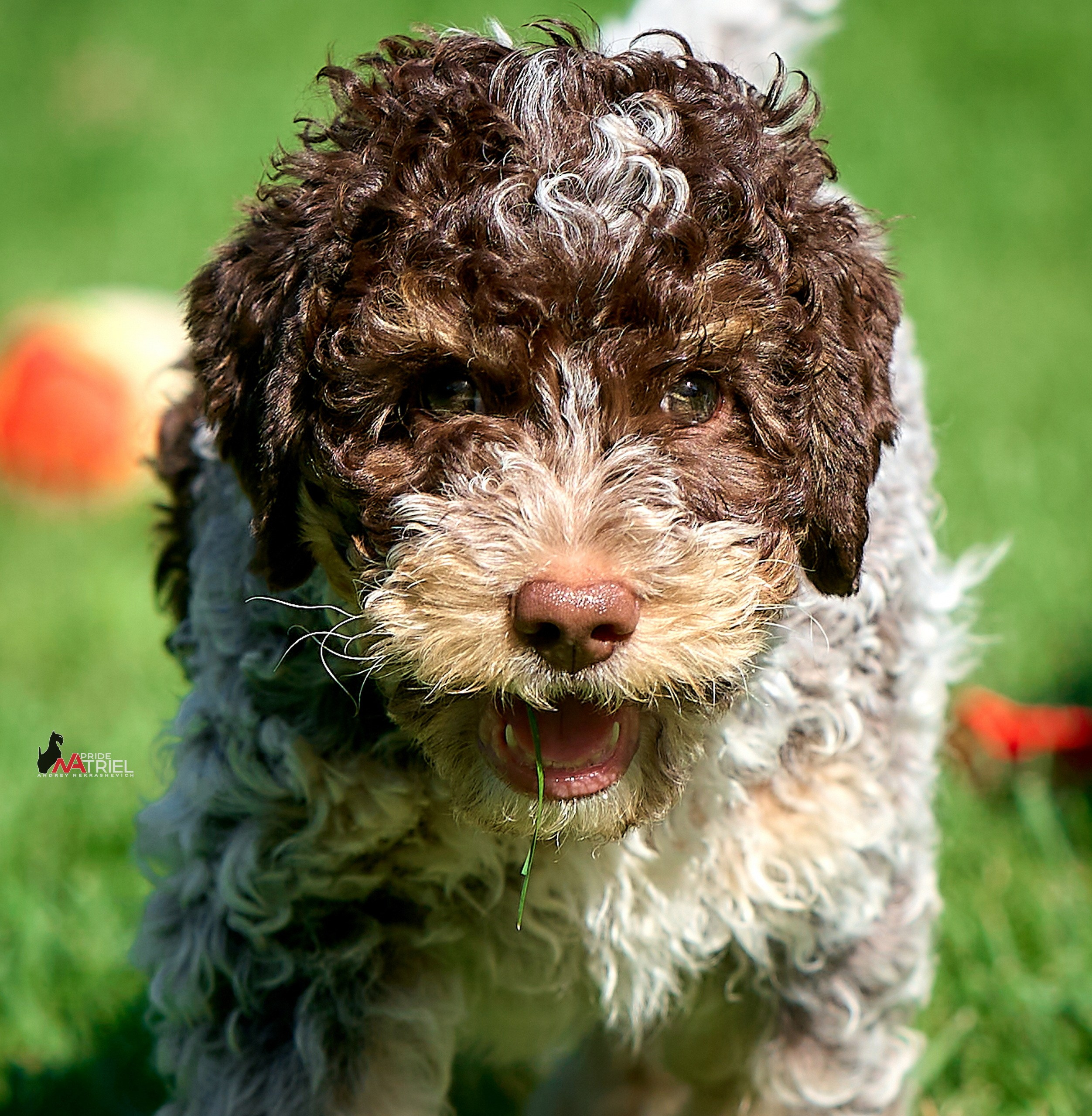 Щенки на прогулке — галерея NATRIEL