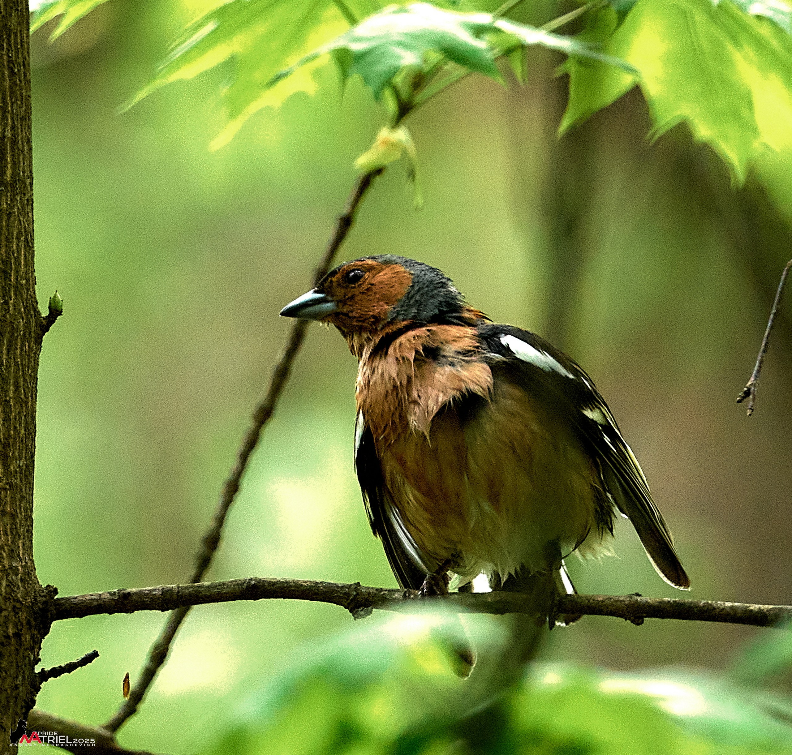 Съемка в майском лесу