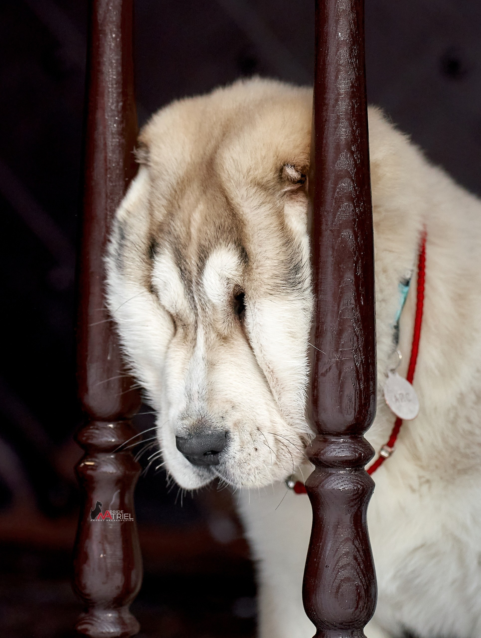 Щенки дома — галерея NATRIEL