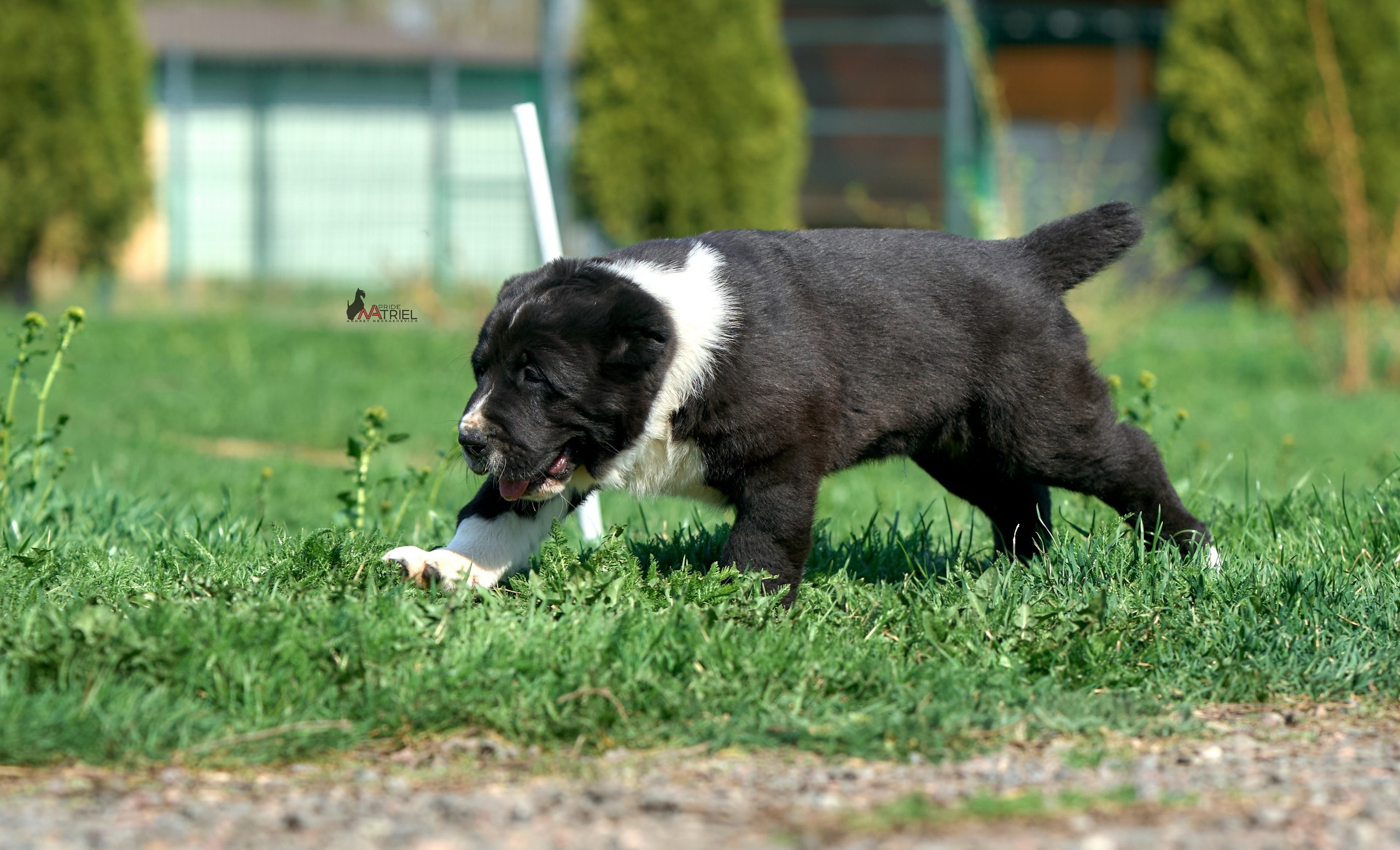 Среднеазиаты — щенки и взрослые