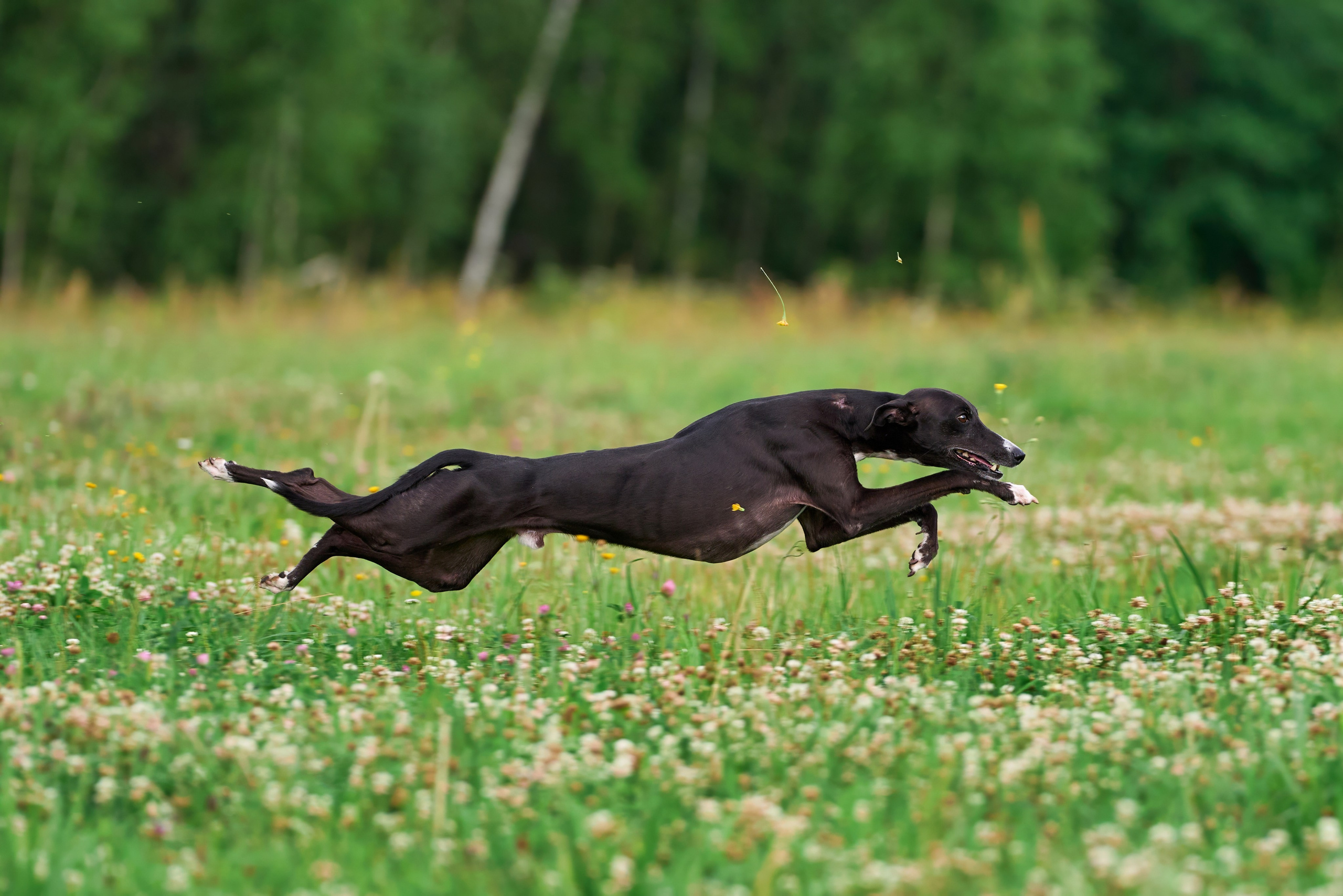Тренировка по курсингу в Донино. Фотограф-анималист Михаил Манухин
