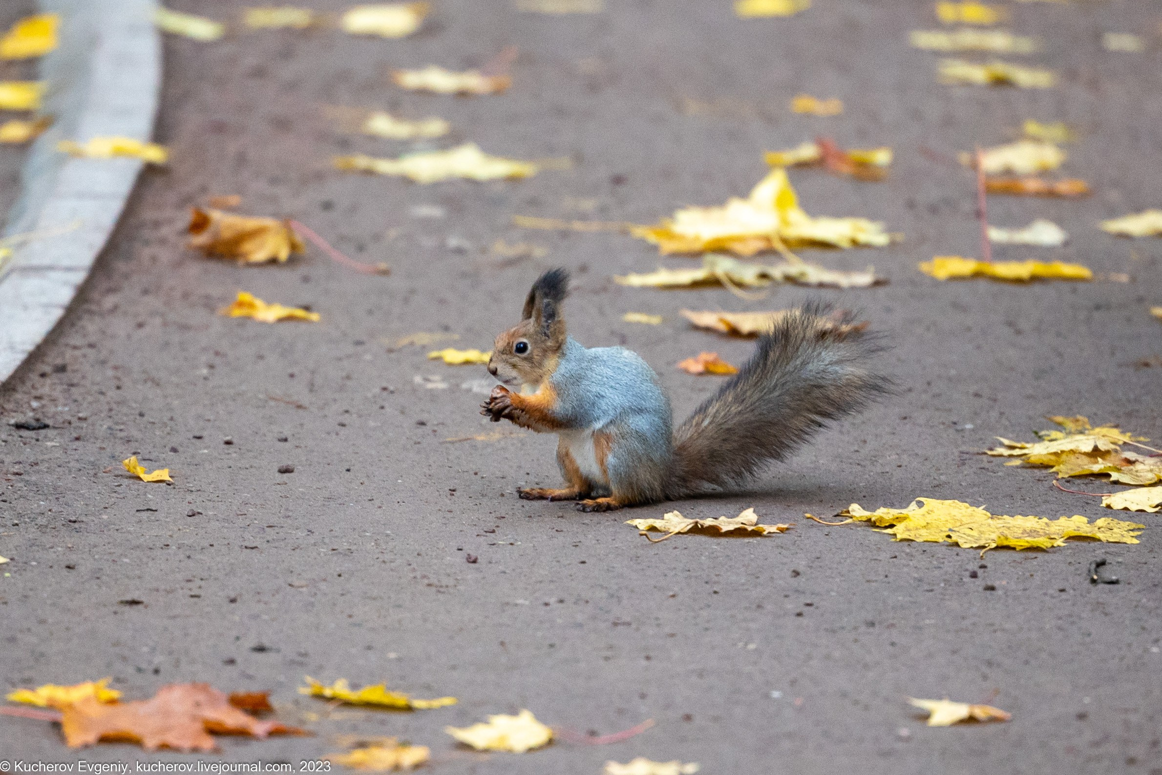 Белки. Царицыно. Кучеров Евгений. Фотограф
