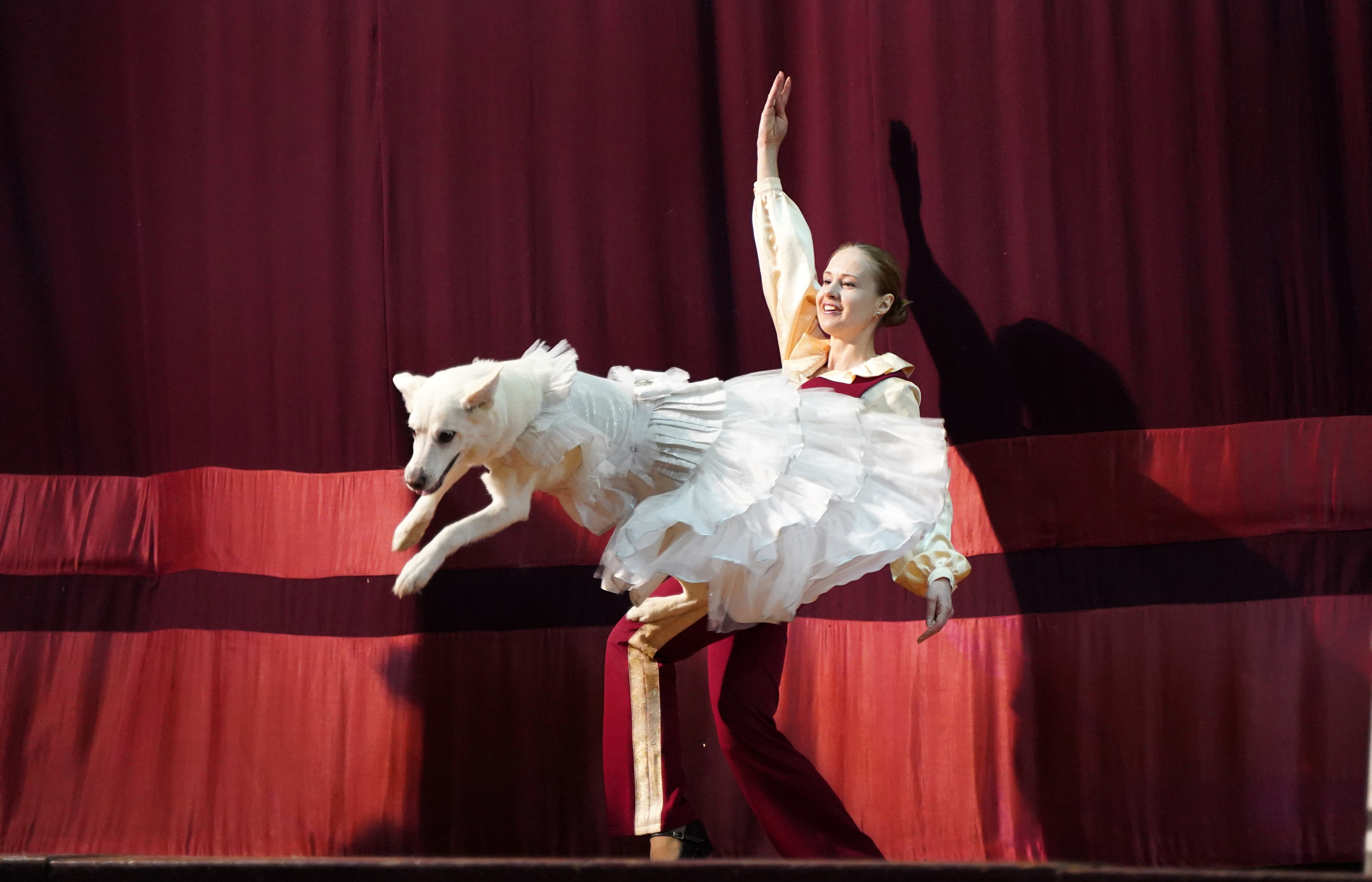 Цирк дрессированных собак. Фотограф Наталья Погодина в г. Обнинске