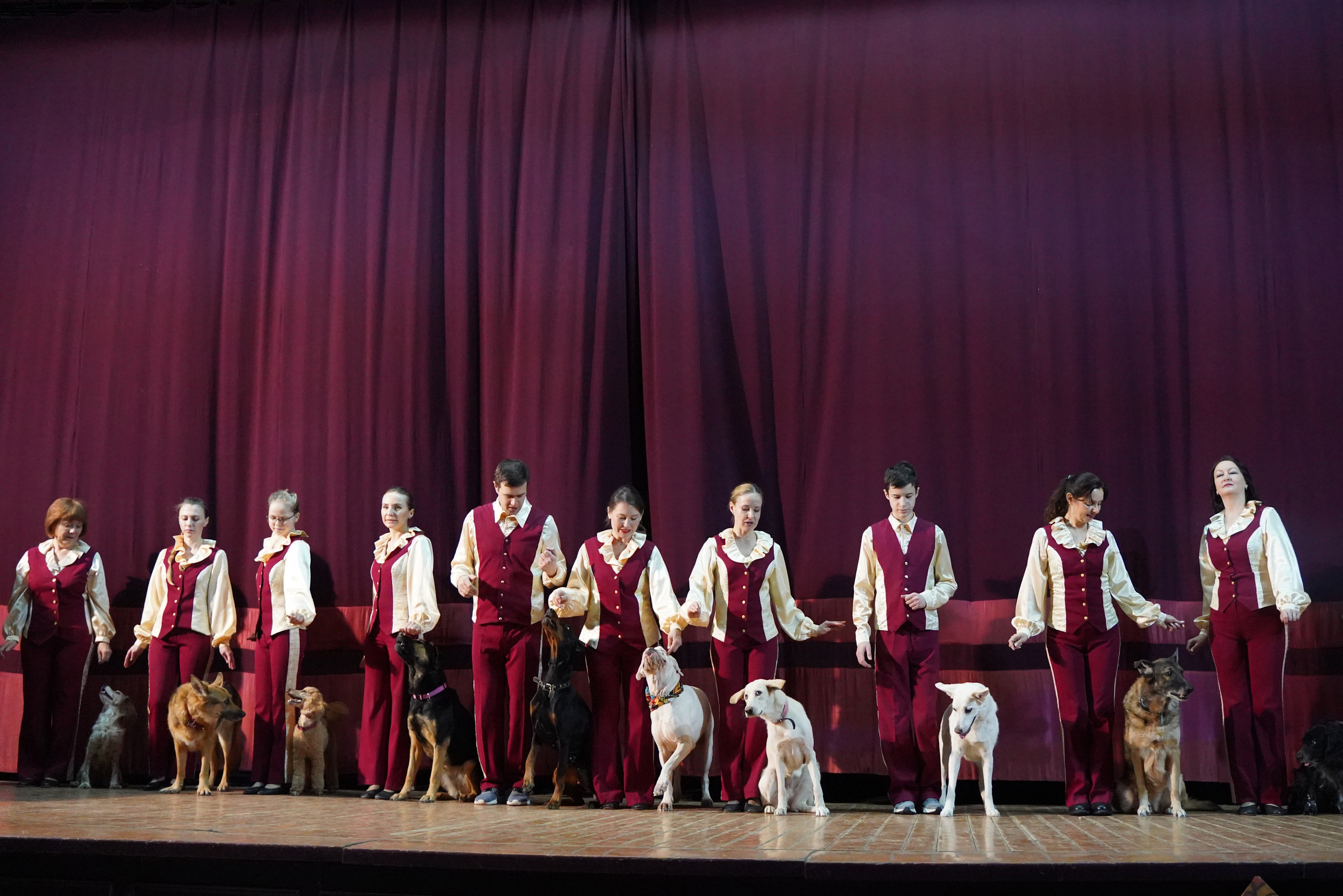 Цирк дрессированных собак. Фотограф Наталья Погодина в г. Обнинске