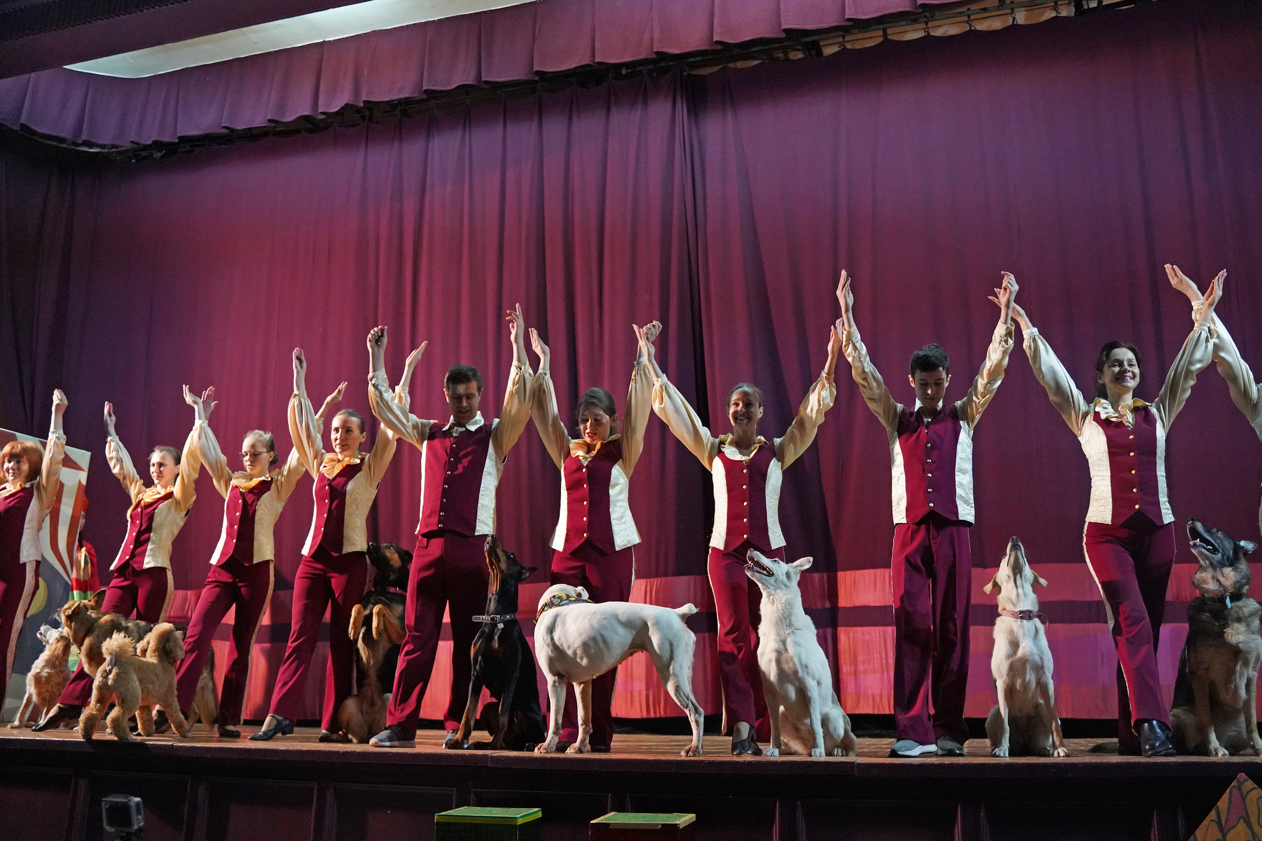 Цирк дрессированных собак. Фотограф Наталья Погодина в г. Обнинске