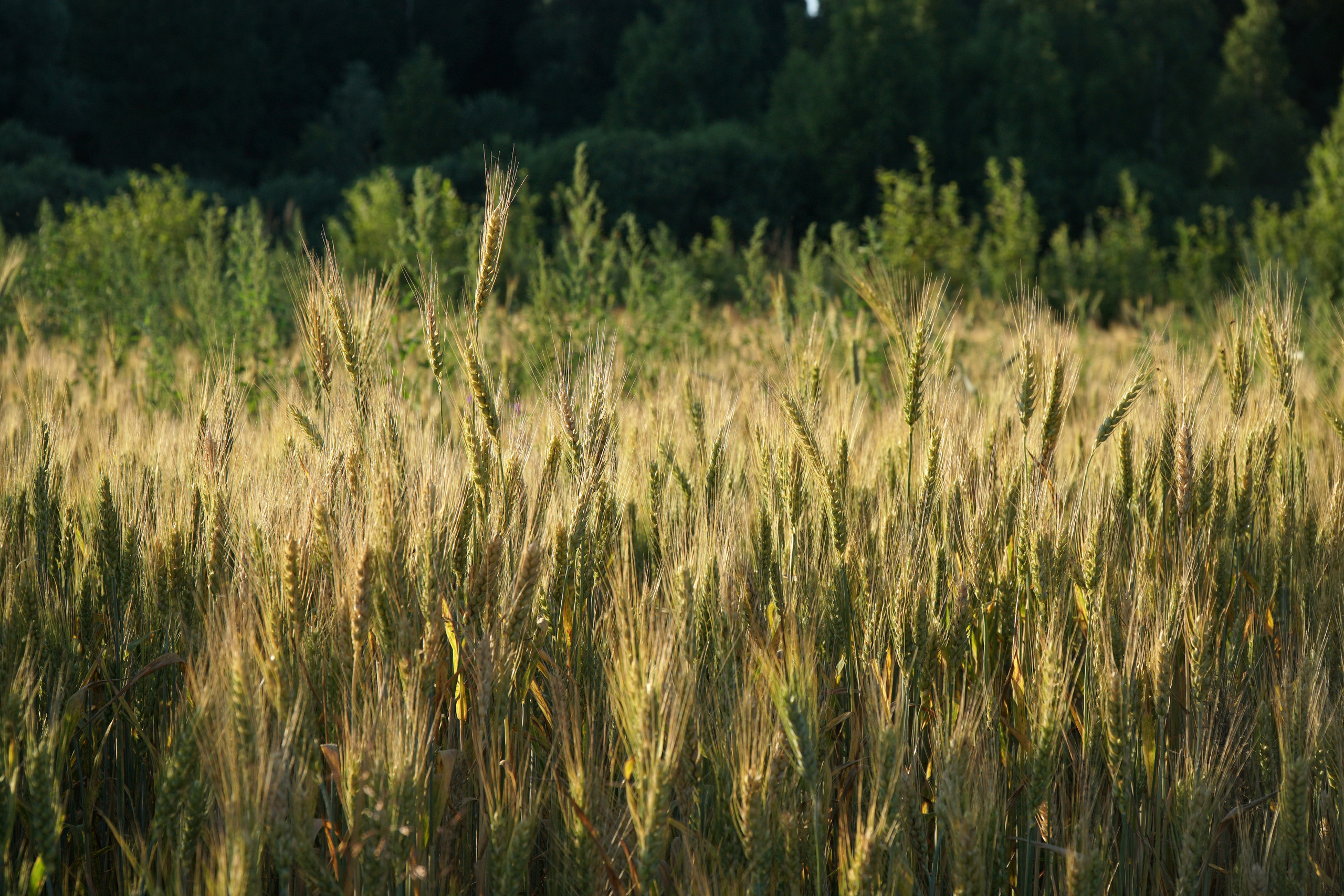 Летняя семейная фотопрогулка. Фотограф Наталья Погодина в г. Обнинске