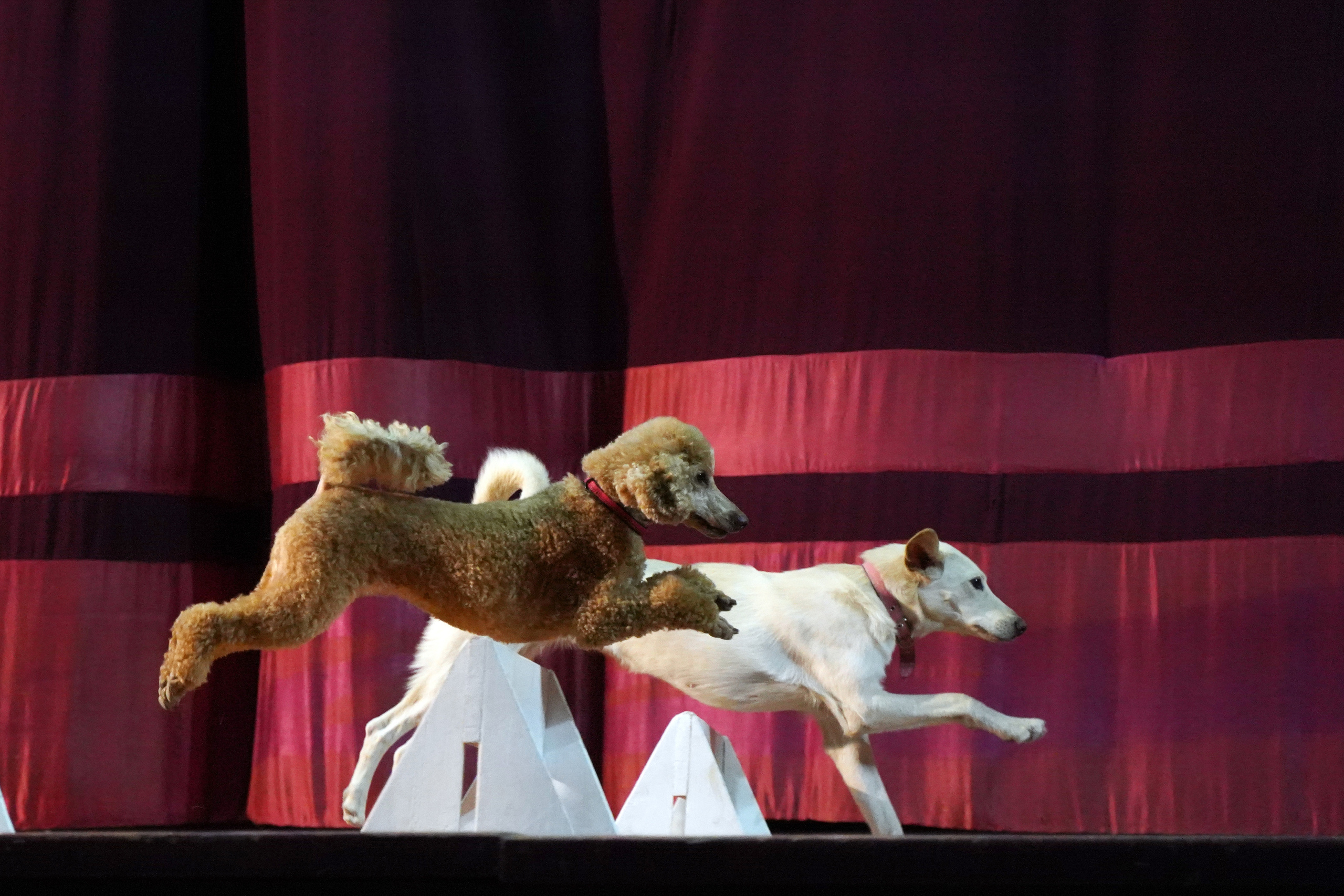 Цирк дрессированных собак. Фотограф Наталья Погодина в г. Обнинске