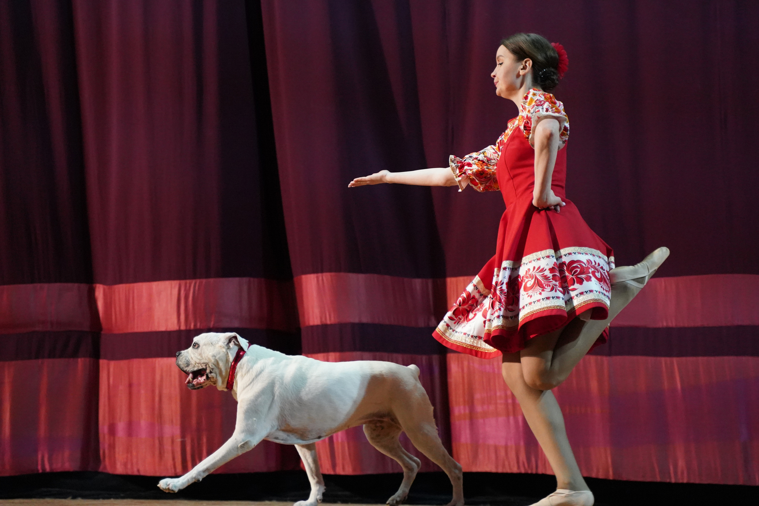 Цирк дрессированных собак. Фотограф Наталья Погодина в г. Обнинске