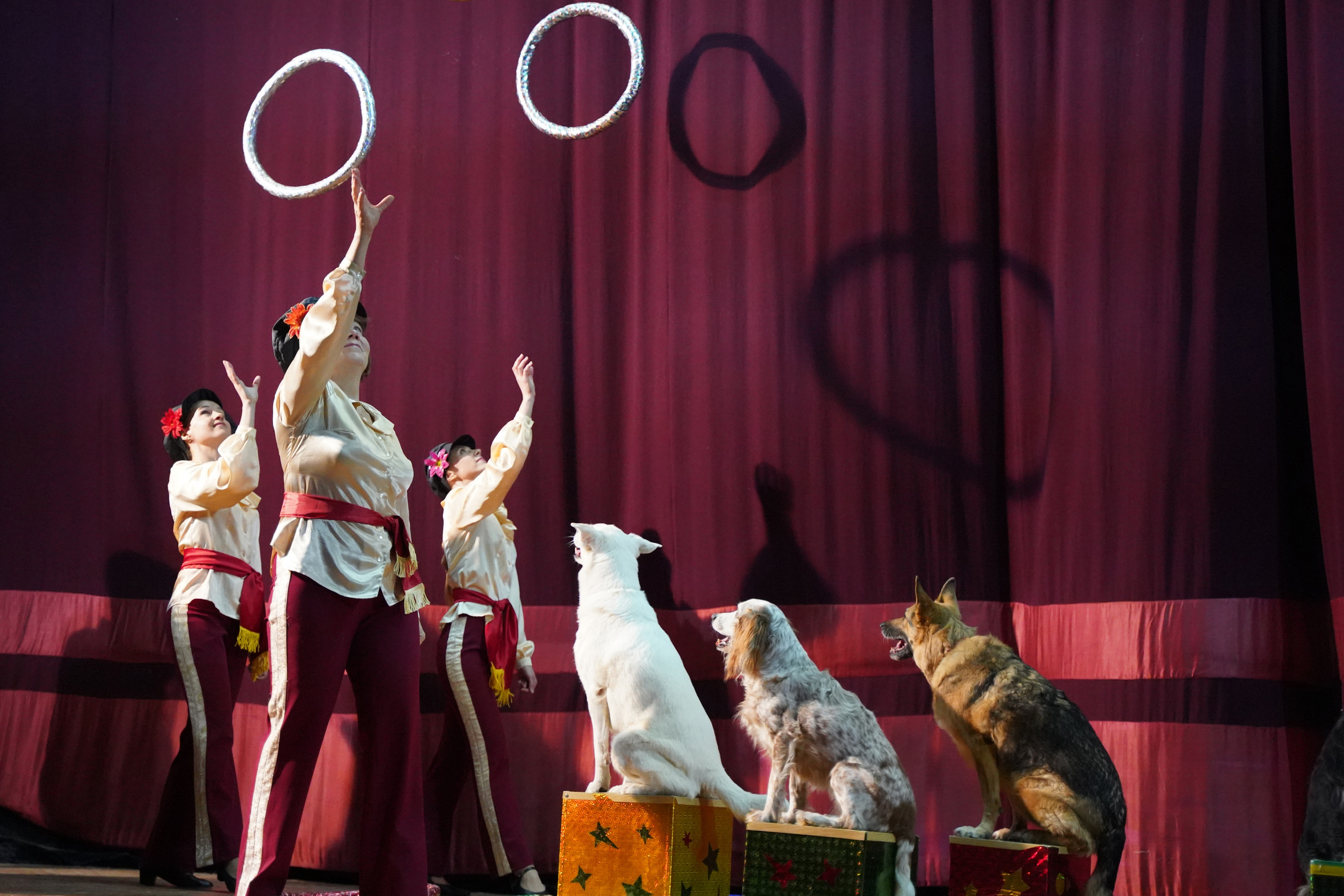 Цирк дрессированных собак. Фотограф Наталья Погодина в г. Обнинске