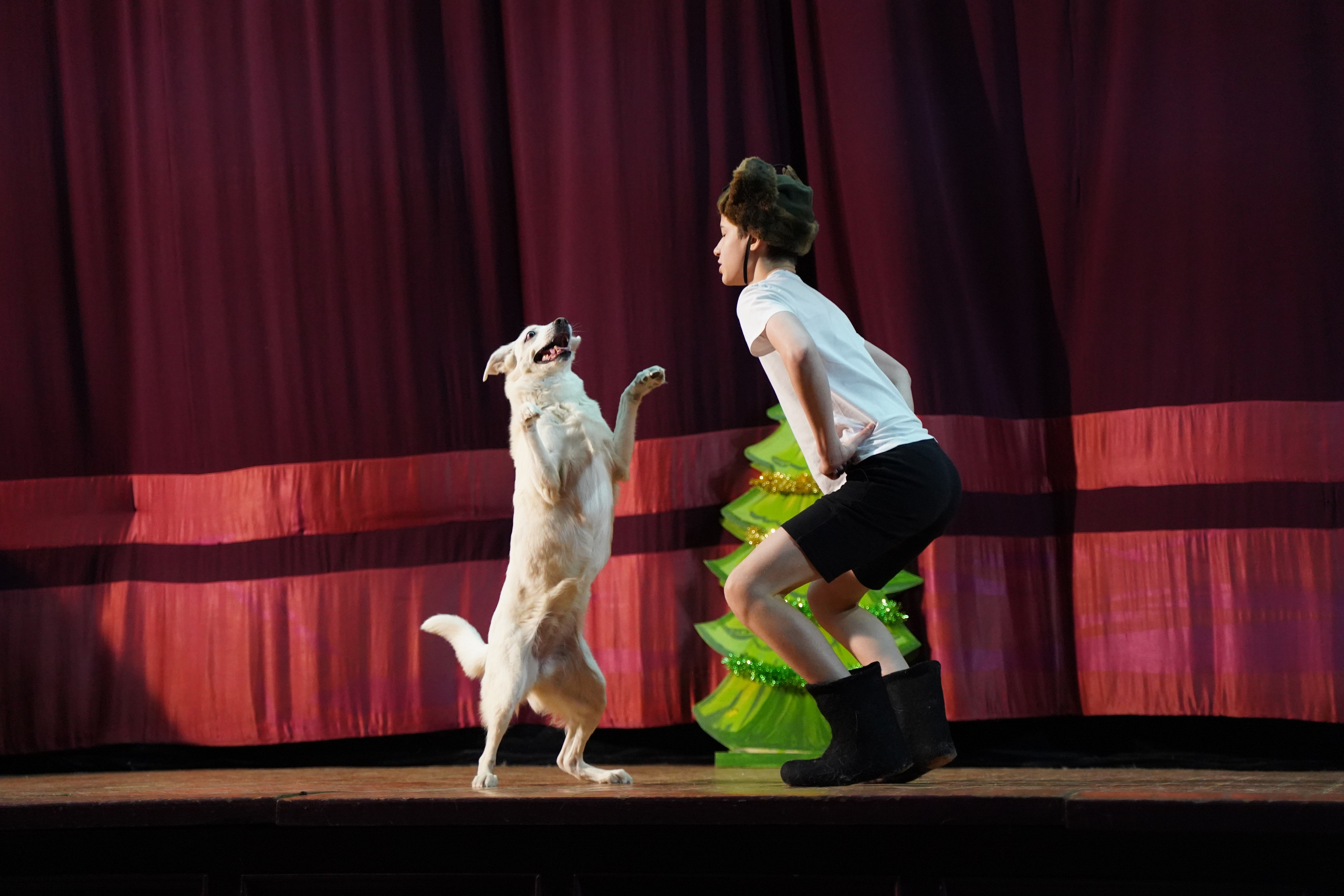 Цирк дрессированных собак. Фотограф Наталья Погодина в г. Обнинске