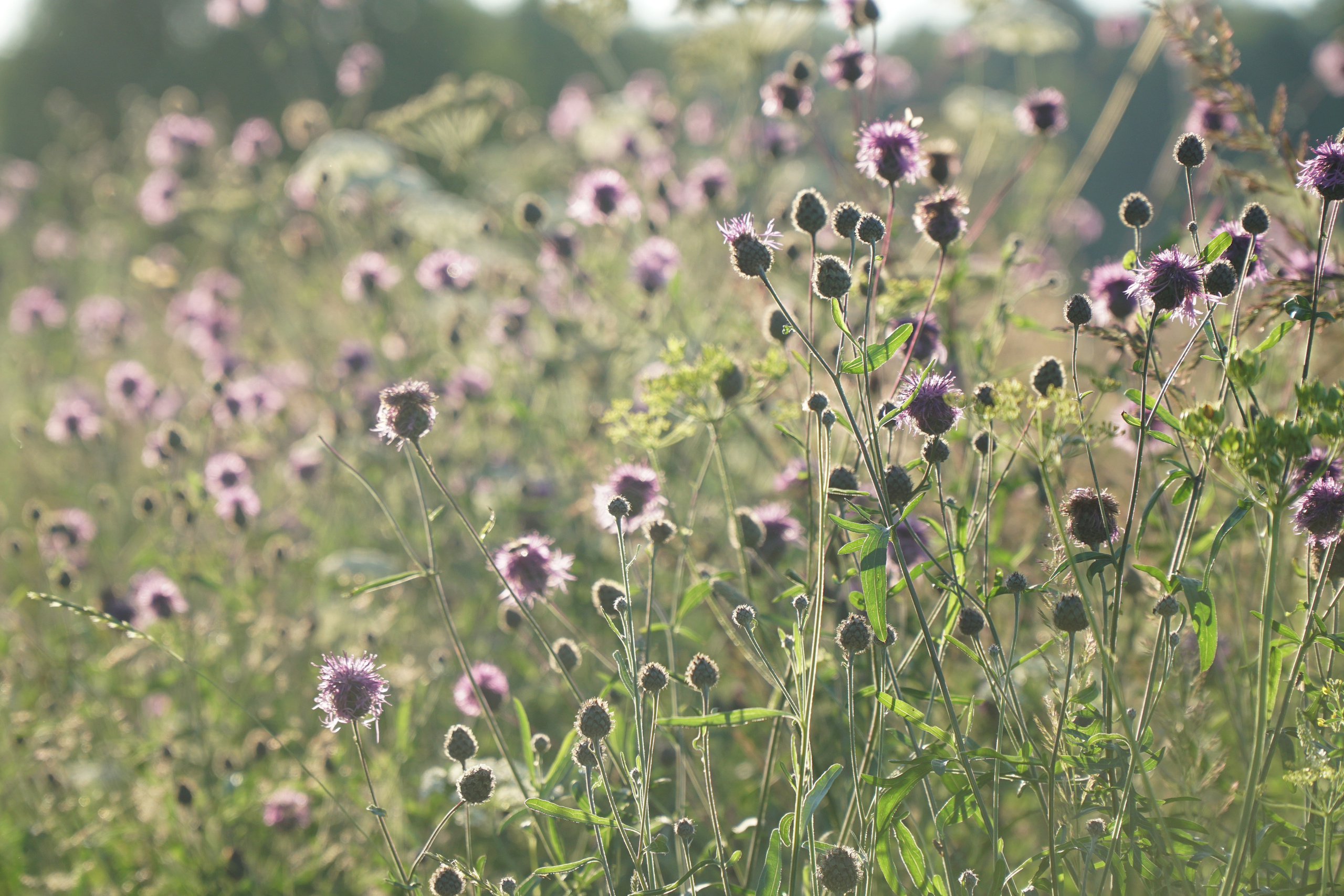 Летняя семейная фотопрогулка. Фотограф Наталья Погодина в г. Обнинске