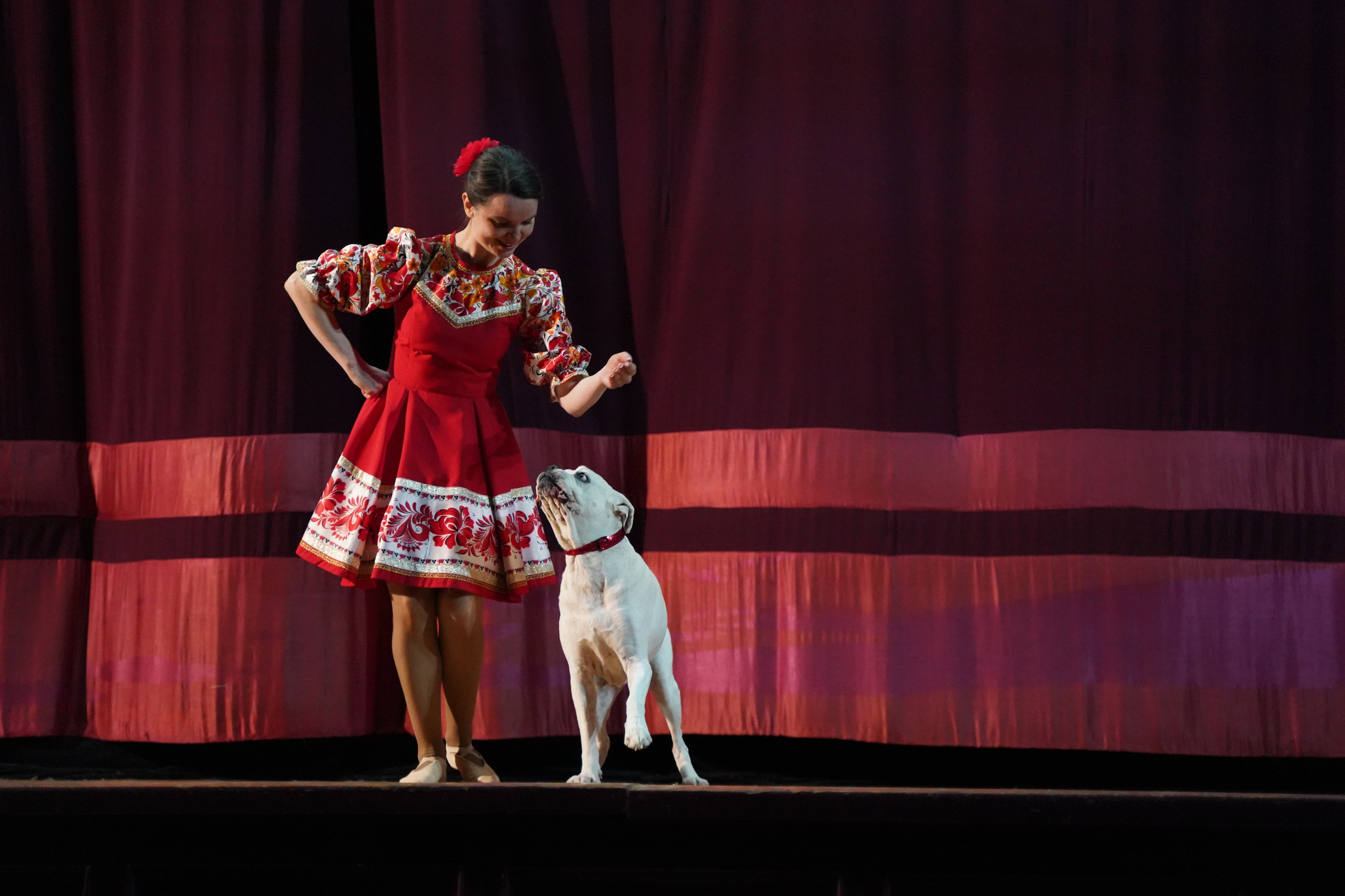 Цирк дрессированных собак. Фотограф Наталья Погодина в г. Обнинске