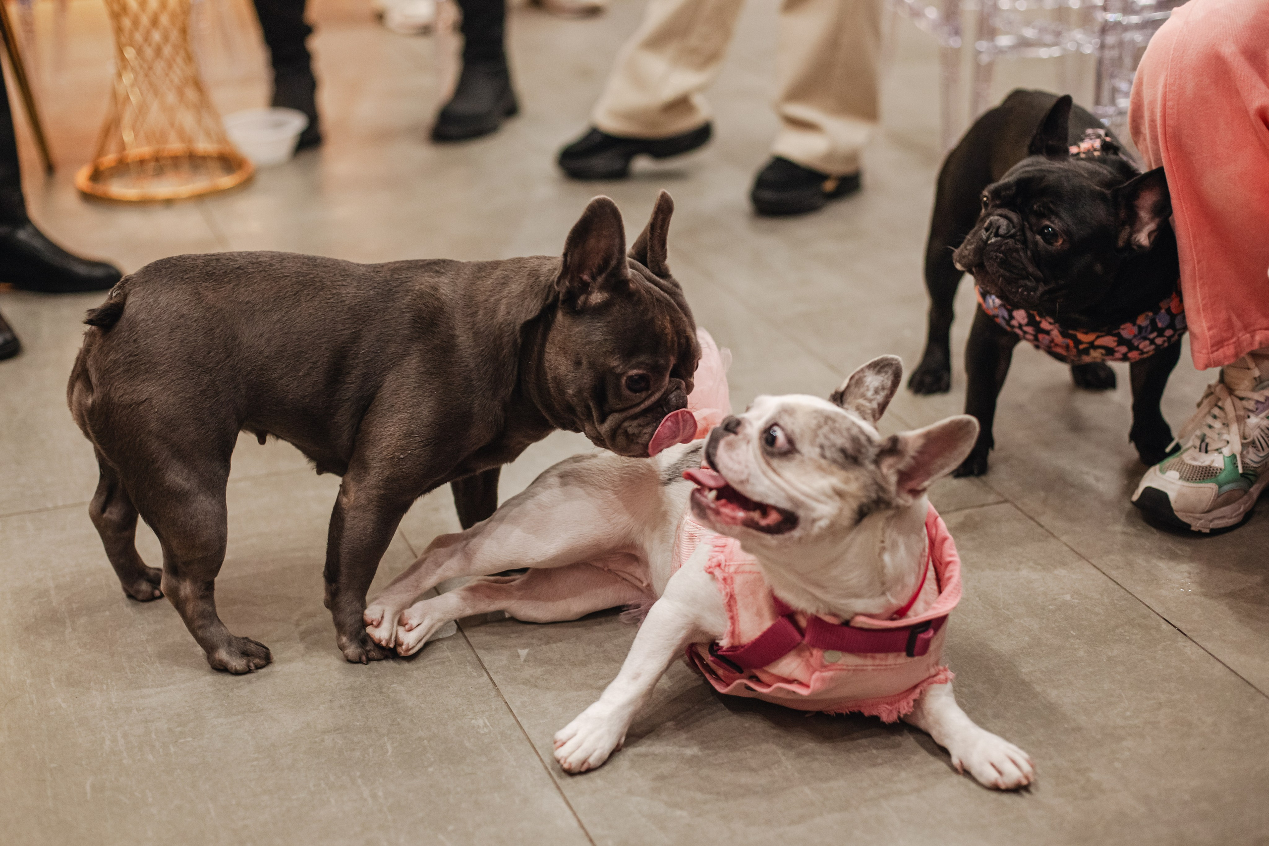 Бульёлка 2024. Фотограф-анималист Татьяна Степанова