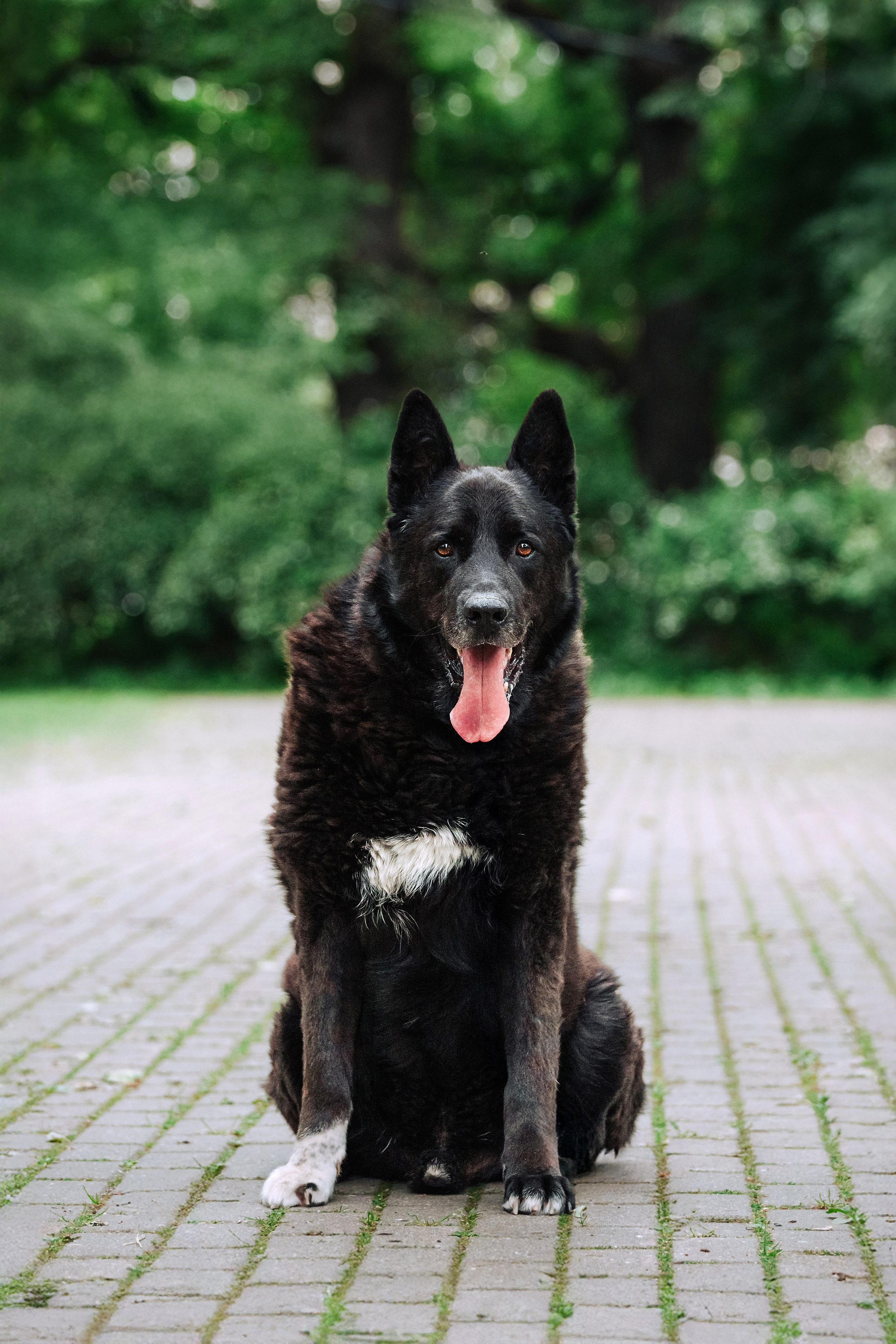 Собаки из приюта Дубовая роща лето 2025. Фотограф-анималист Татьяна Степанова