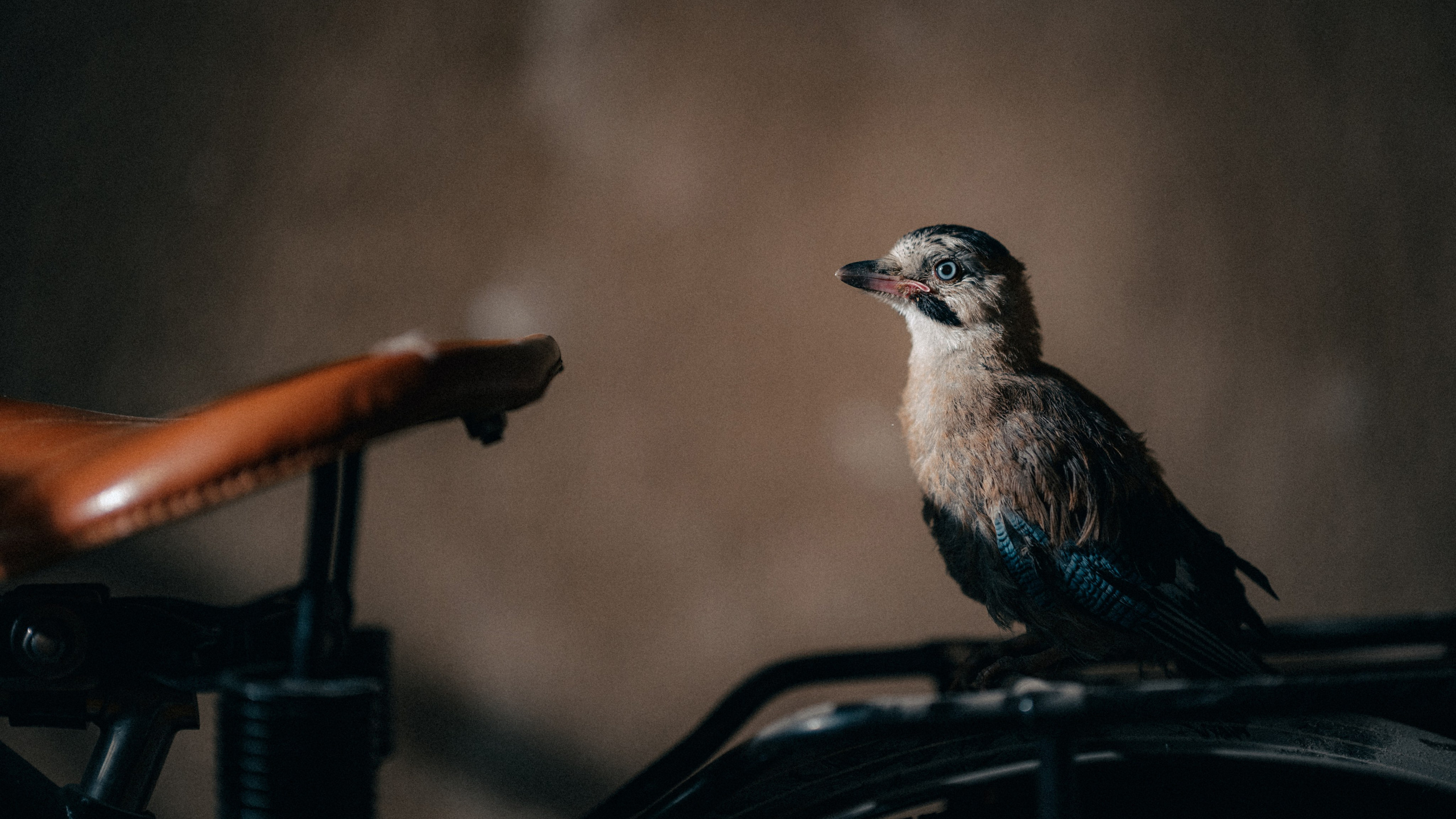Съемка мотоцикла 1908 года производства для частной коллекции. Фотограф Олег Сотник