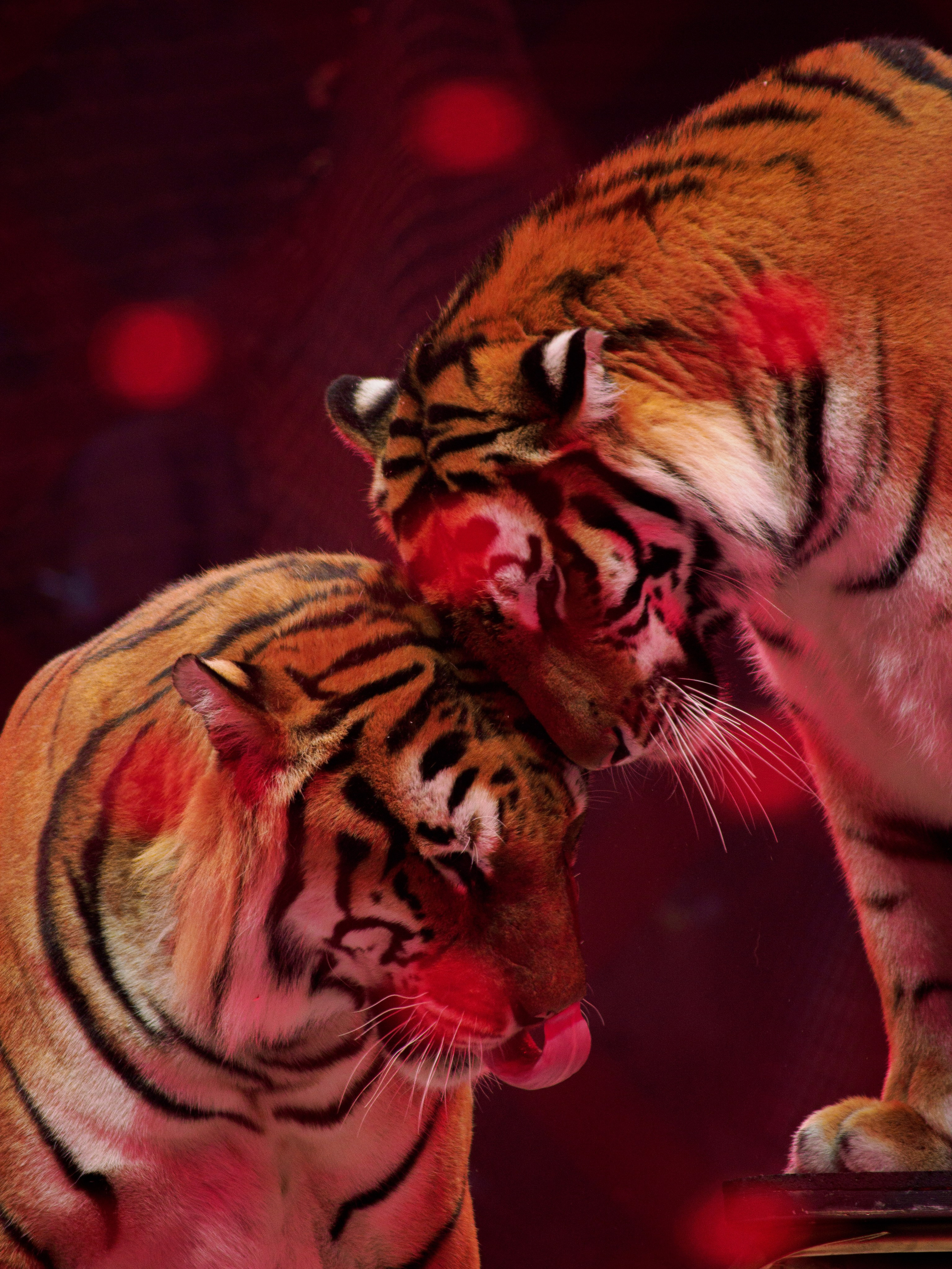 Культурные мероприятия. Фотограф/видеограф Москва — Кирилл Капустин