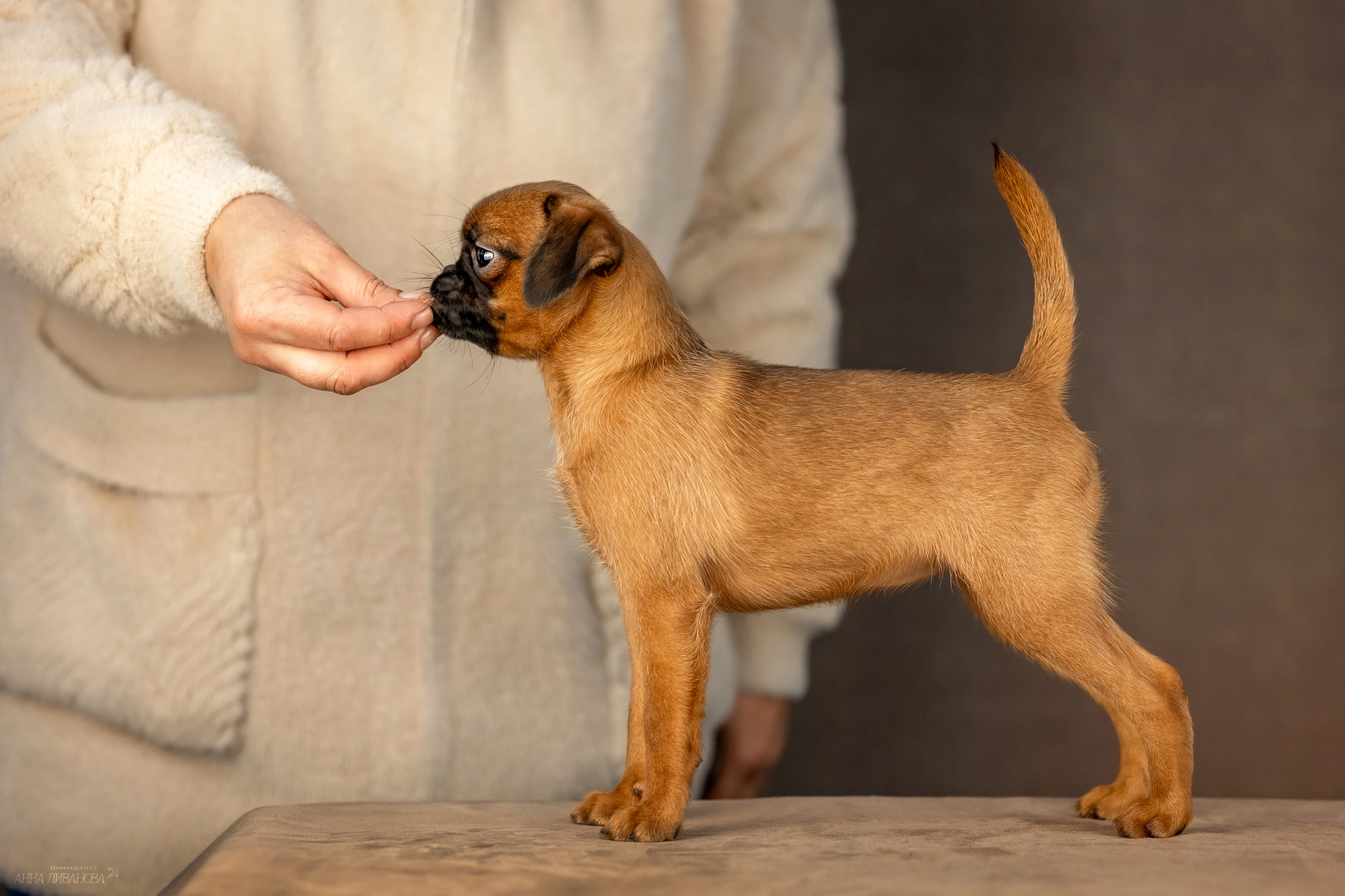 Гриффончики. Фотограф анималист Аня Ливанова | Рыбинск